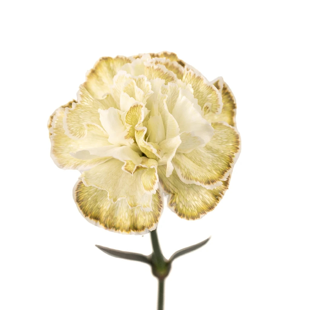 Antique Green Carnation Silk Flowers - Realistic Artificial Floral Decor for Home, Wedding, Party, and Event Centerpieces