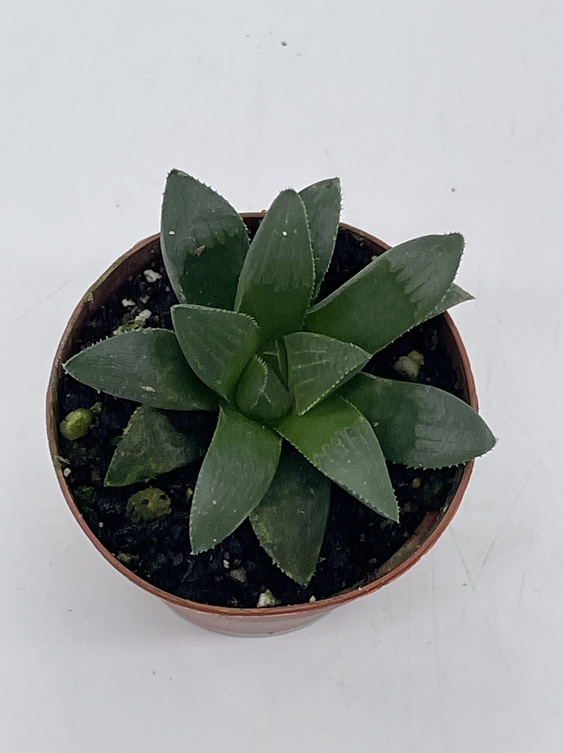 BubbleBlooms African Emeralds - Rare Haworthia Retusa Succulent Plant in 2 Inch Pot | Perfect for Home Decor, Office Desk & Gift for Plant Lovers