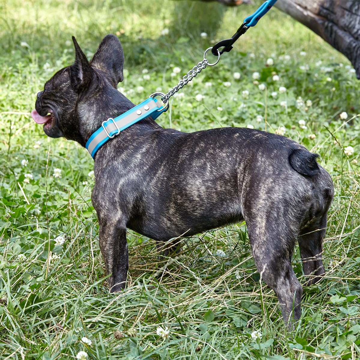 Premium Waterproof BioThane Dog Collar with Reflective Strip – Adjustable Martingale Collar for Safety – Comfortable & Lightweight – Easy to Clean – Perfect for Training, Walking & Outdoor Adventures