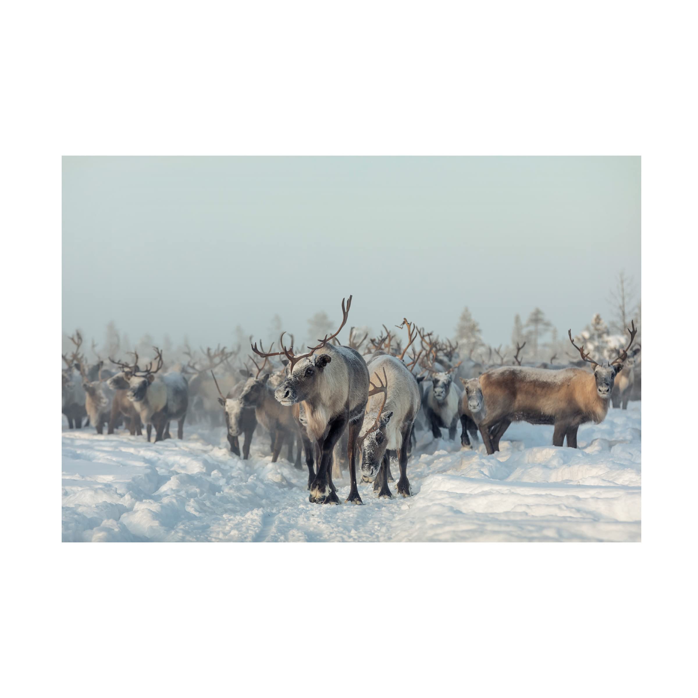 Trademark Fine Art 'Reindeers' Canvas Wall Art by Patrik Minar - Perfect for Christmas Decor, Living Room & Bedroom