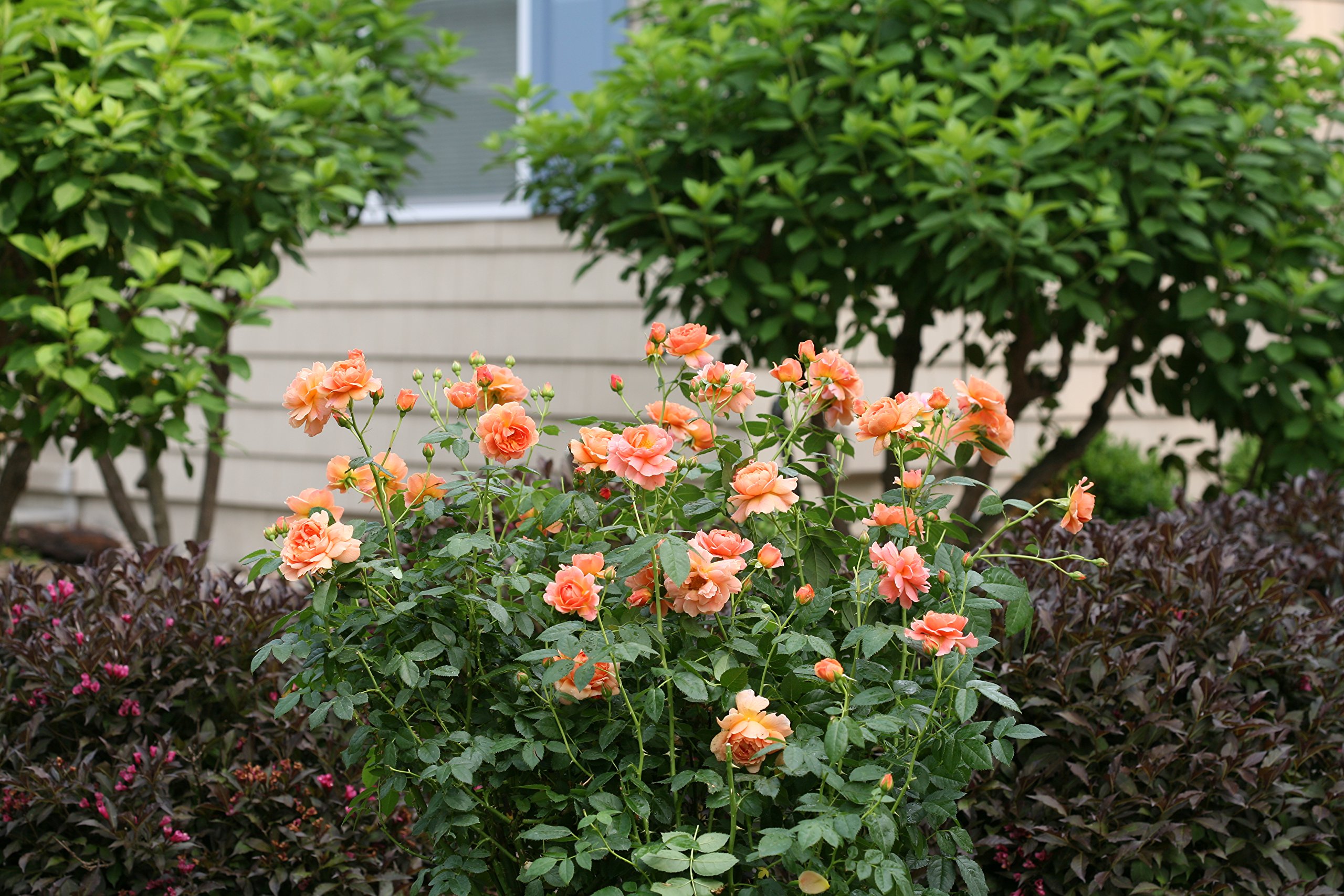 Proven Winners - ROSA 'AT LAST' Rose Bush with Vibrant Orange Flowers in #2 Size Container - Perfect for Gardens, Landscaping & Outdoor Decor