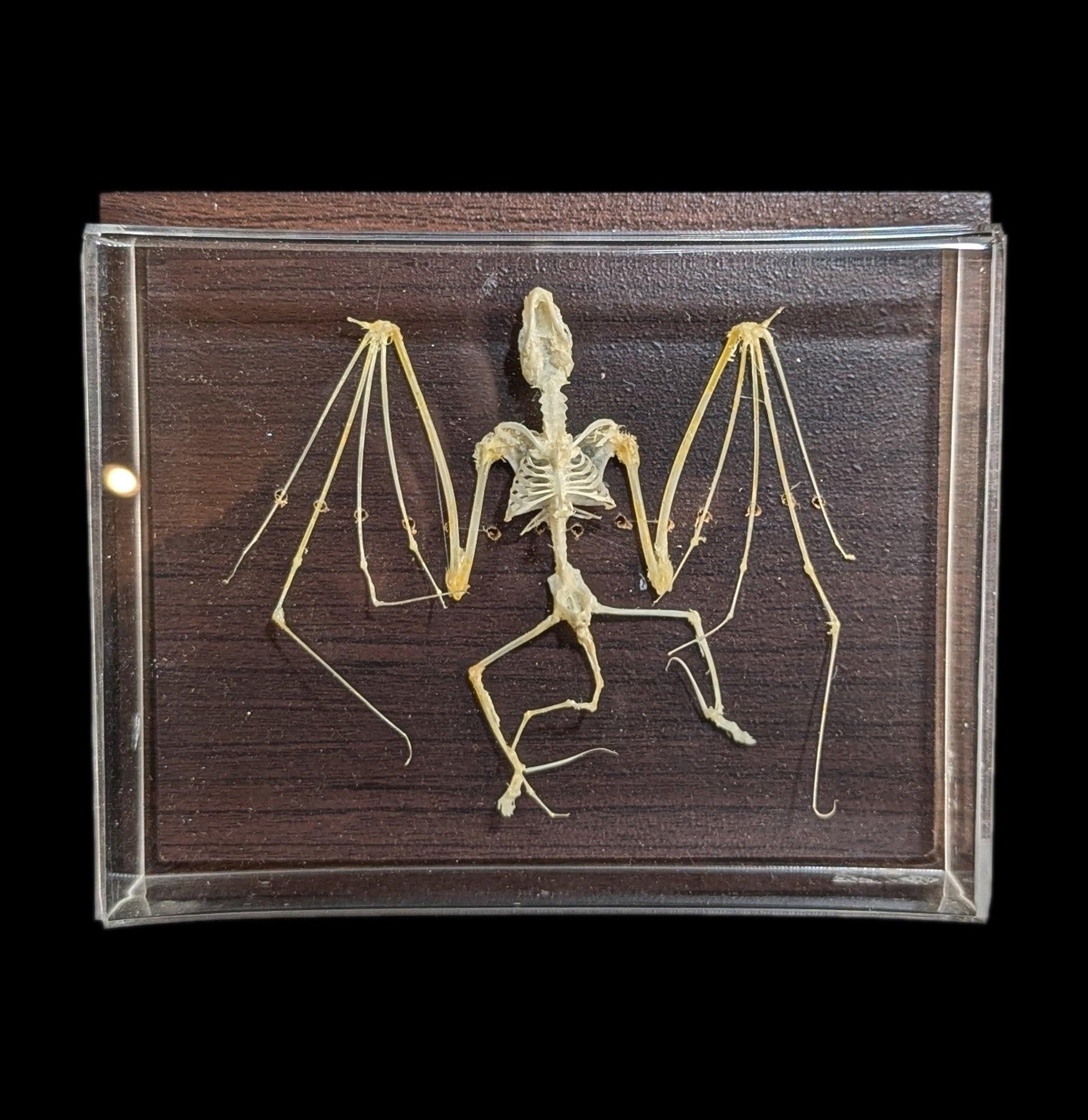Realistic Articulated Bat Skeleton - Halloween Decor, Science Classroom Display & Gothic Home Decor - Perfect for Halloween Party, Biology Education & Spooky Room Decor
