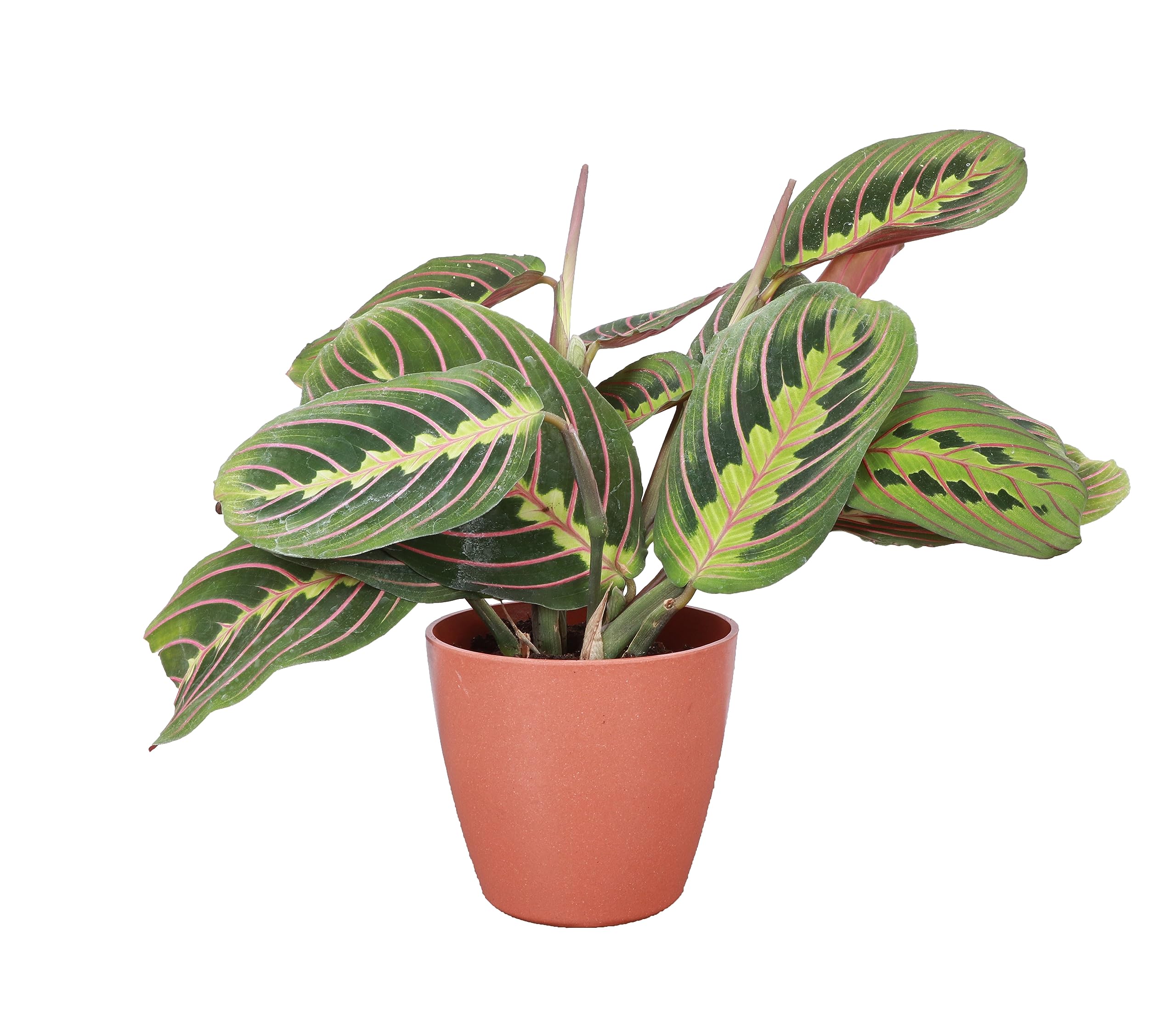 Thorsen's Red Prayer Plant (Maranta) - 4