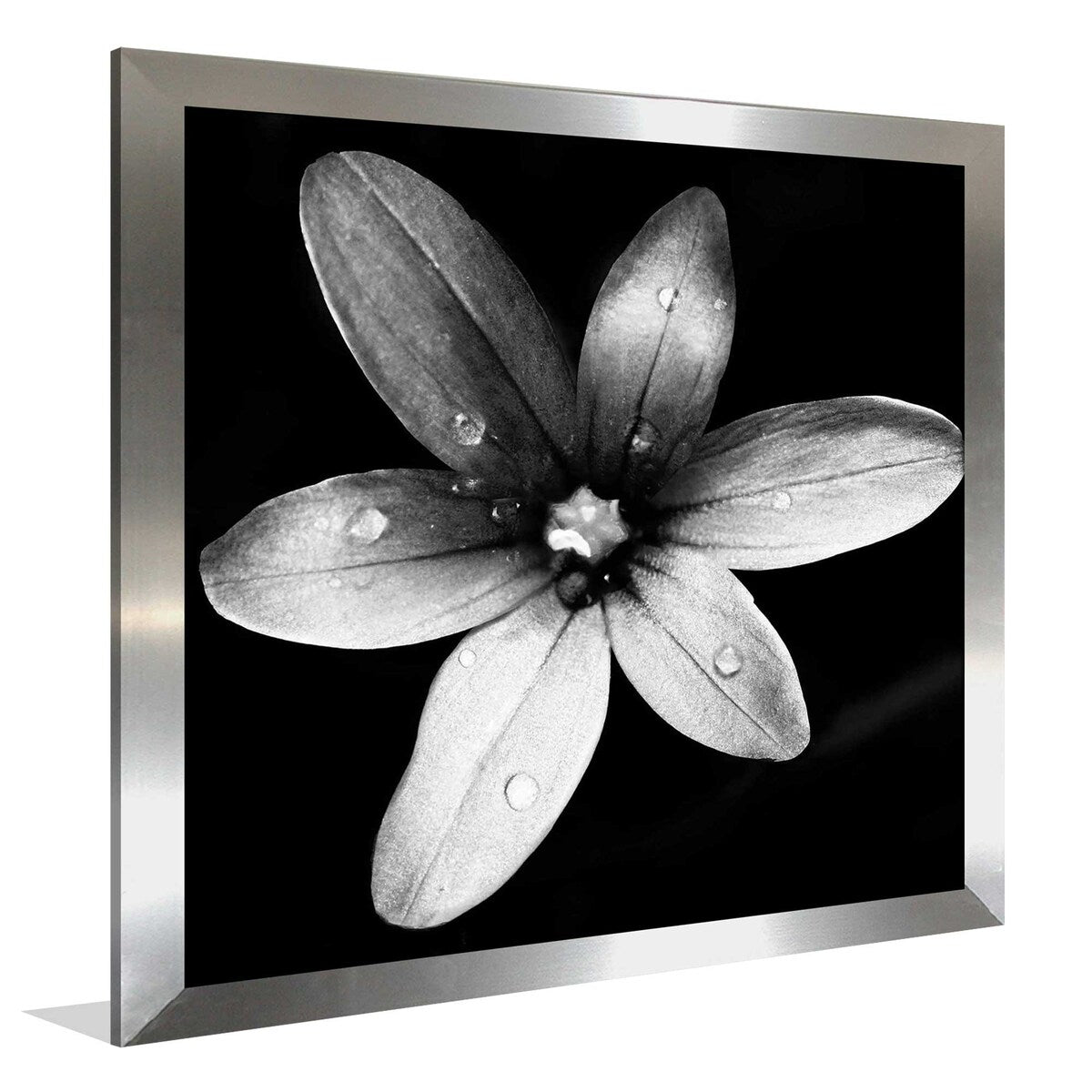 Black and White Bloom II Square Acrylic Wall Art Print - Modern Home Decor for Living Room, Bedroom & Office