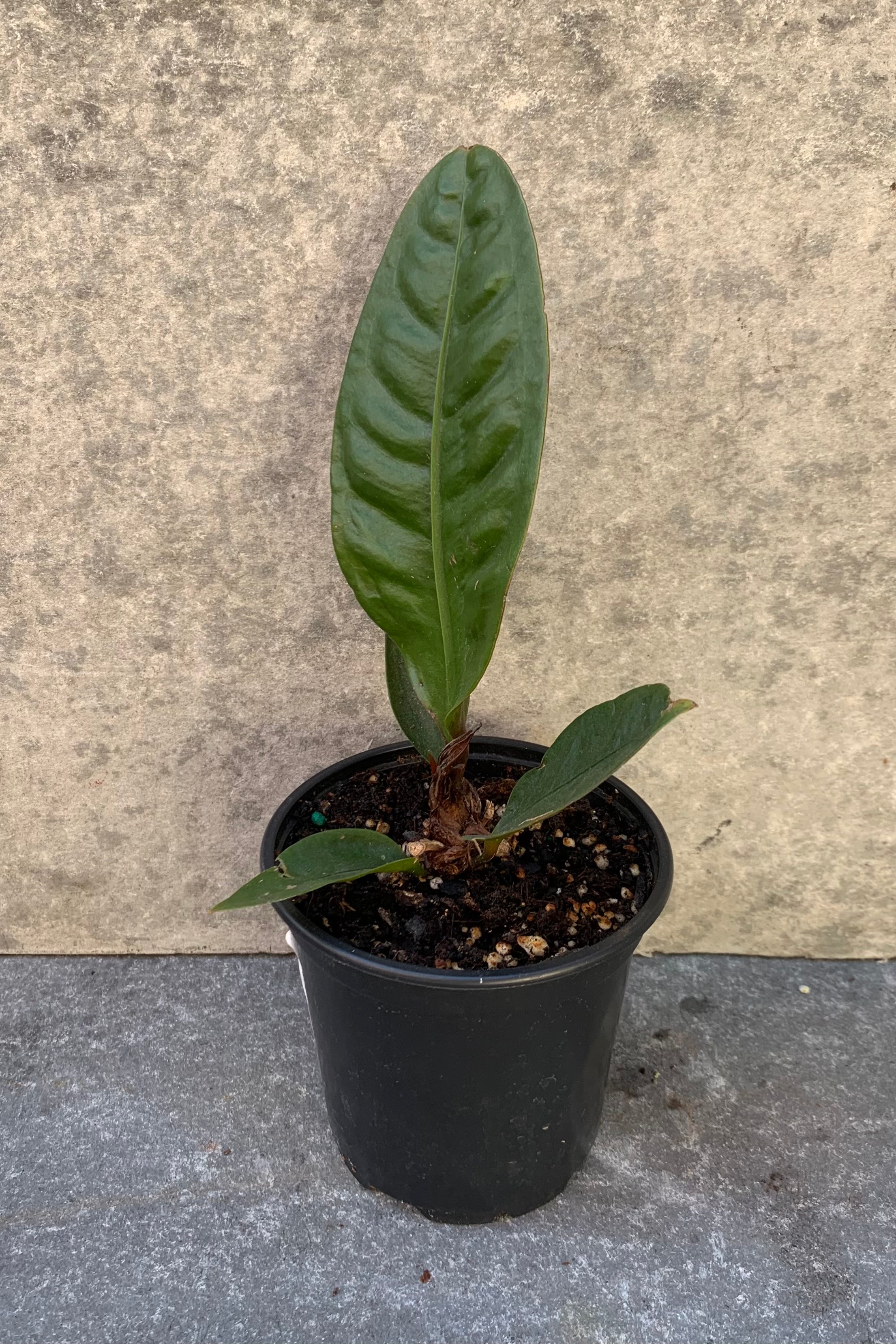 Anthurium Superbum 4