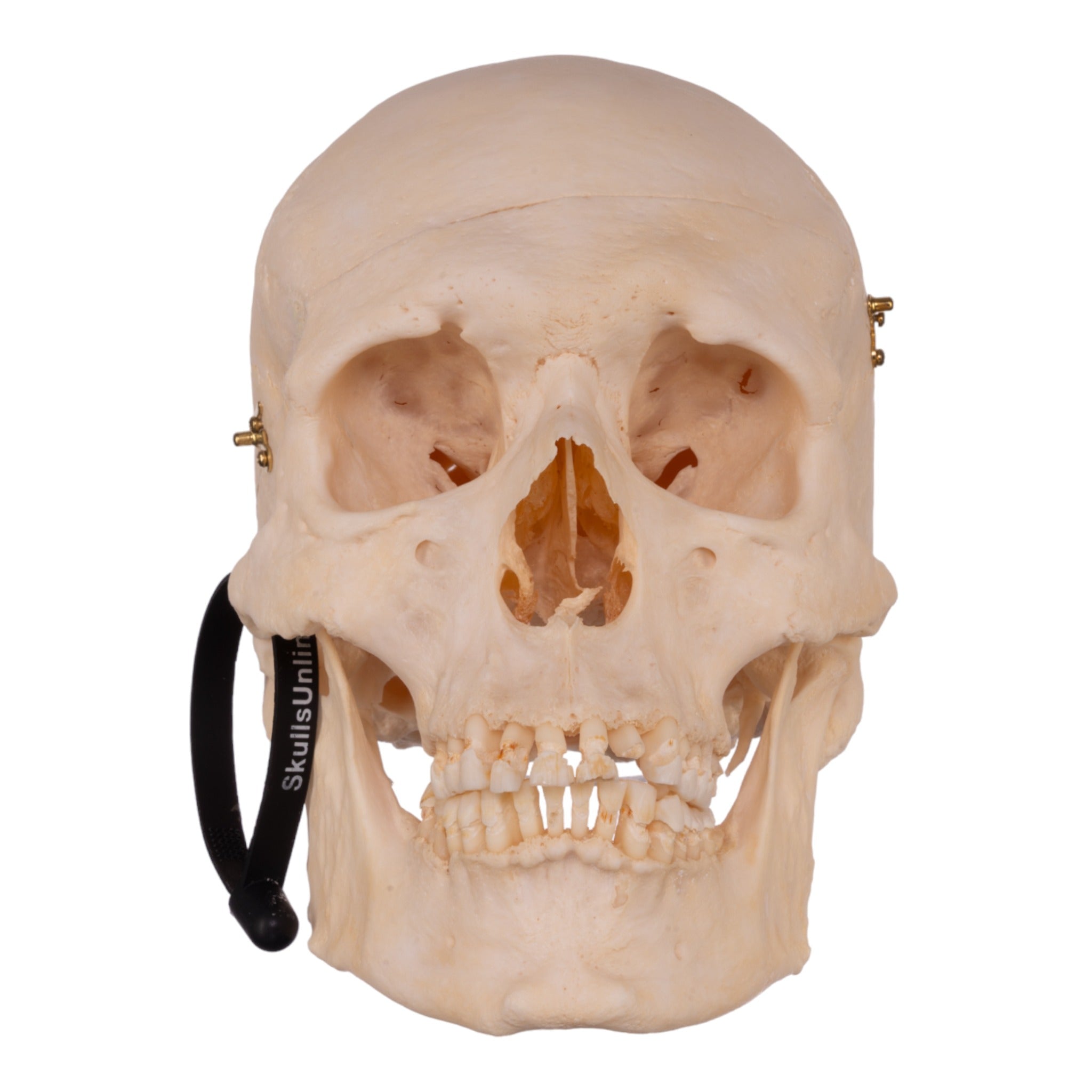 Premium Anatomical Human Skull Model - Accurate Medical & Educational Tool for Students, Doctors & Researchers | Perfect for Anatomy Study, Classroom Teaching & Medical Training