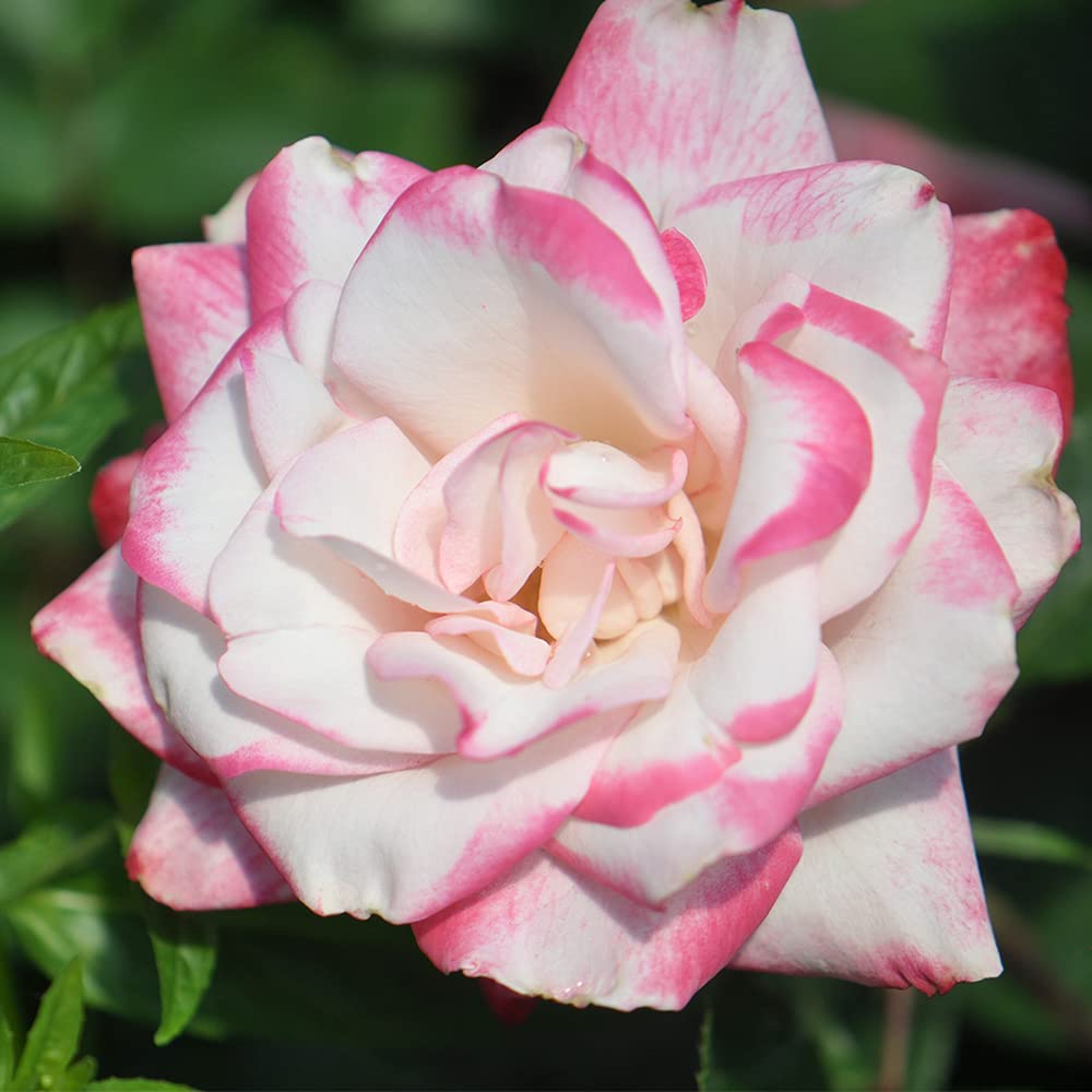 Candy Cane Cocktail Floribunda Rose Bush - Live Heirloom Rose Plant for Outdoor Garden Planting | Perfect for Landscaping, Flower Beds & Romantic Garden Decor