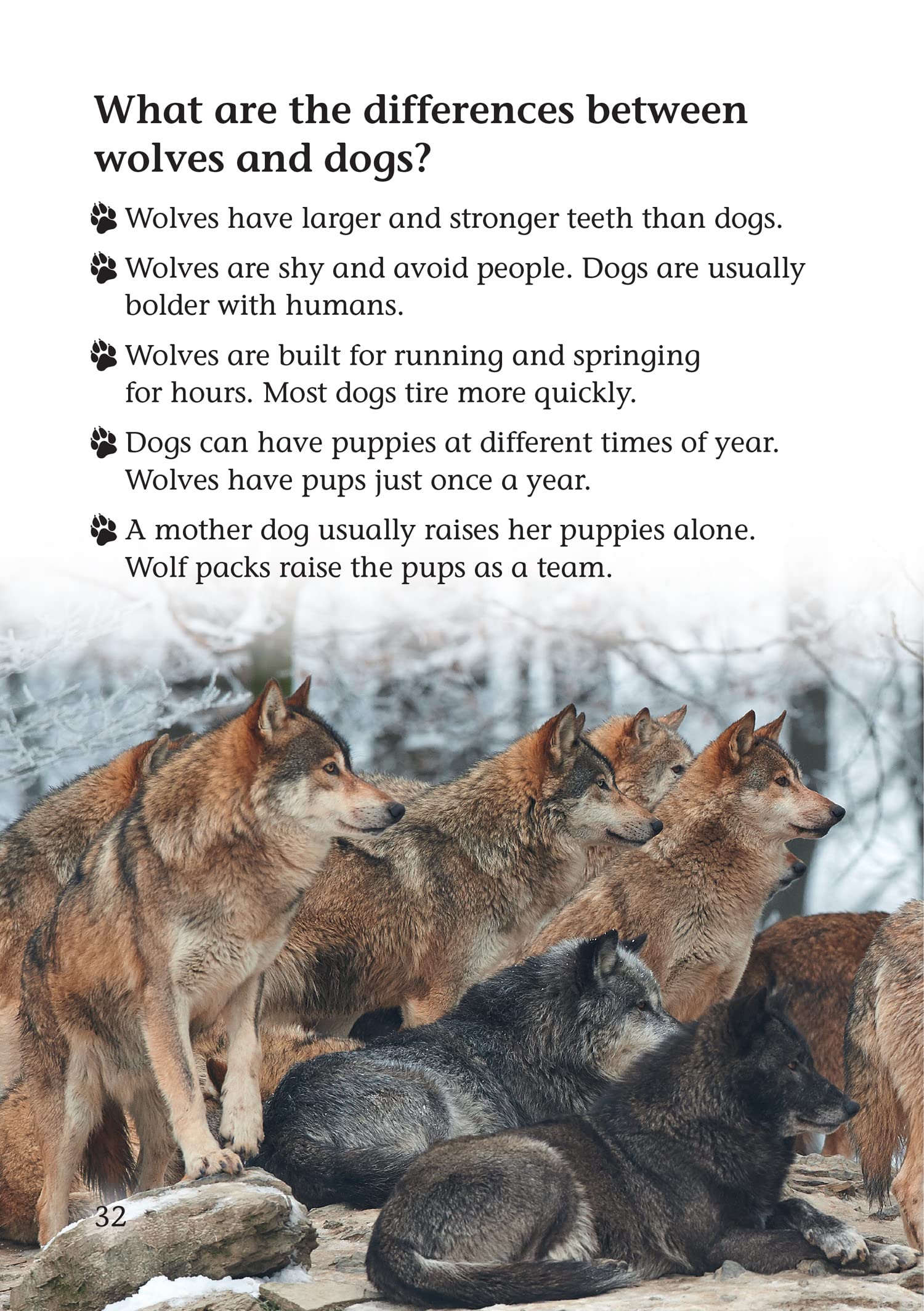 Wolf in Your Kitchen - Premium Kitchen Knives Set for Home Chefs | Perfect for Cooking, Slicing & Food Prep