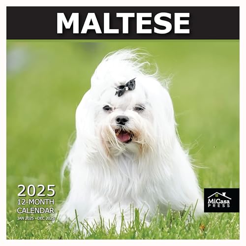 24 - Maltese