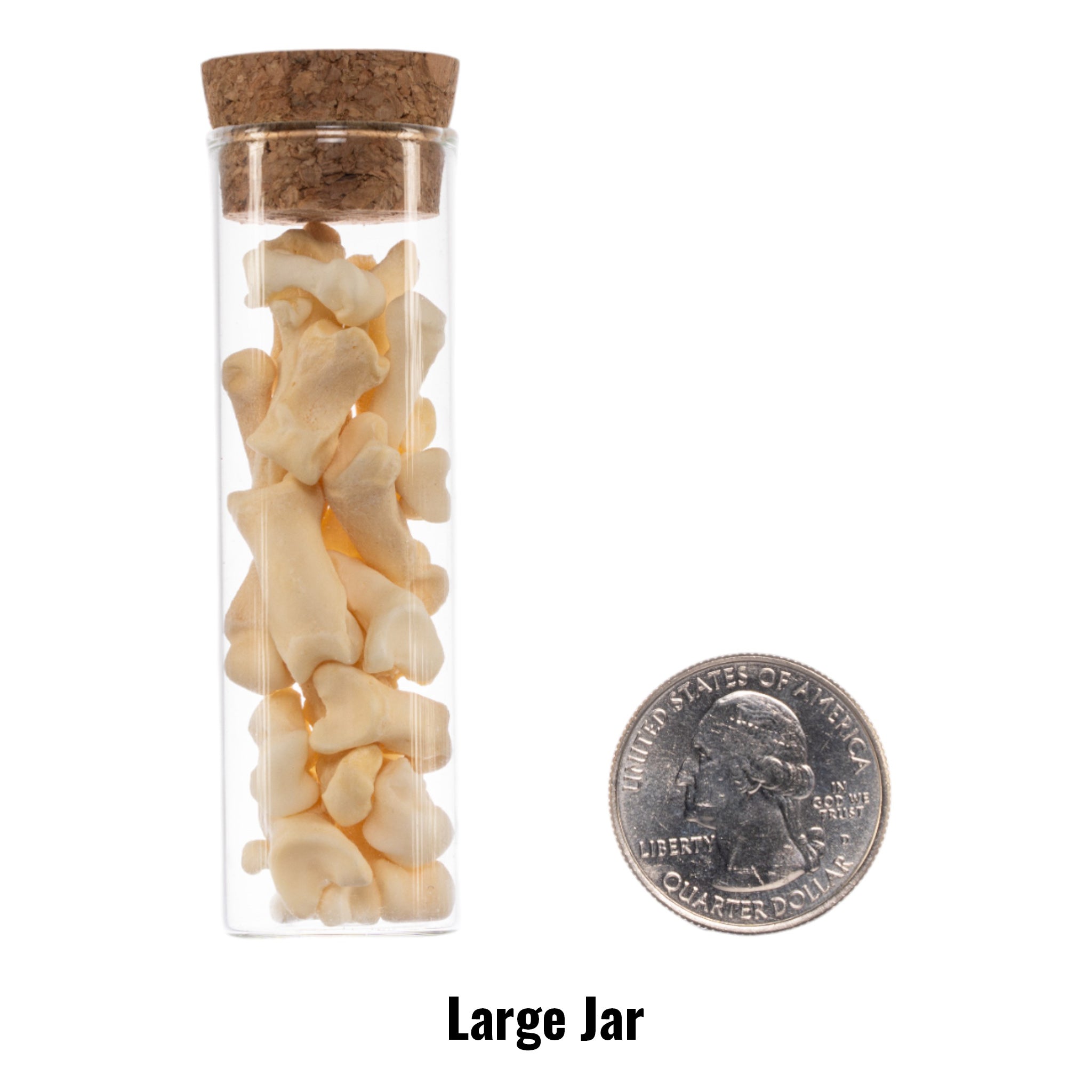 Authentic Real Jar of Bones - Genuine Human Skeleton Specimen for Science Education, Medical Study & Halloween Decor