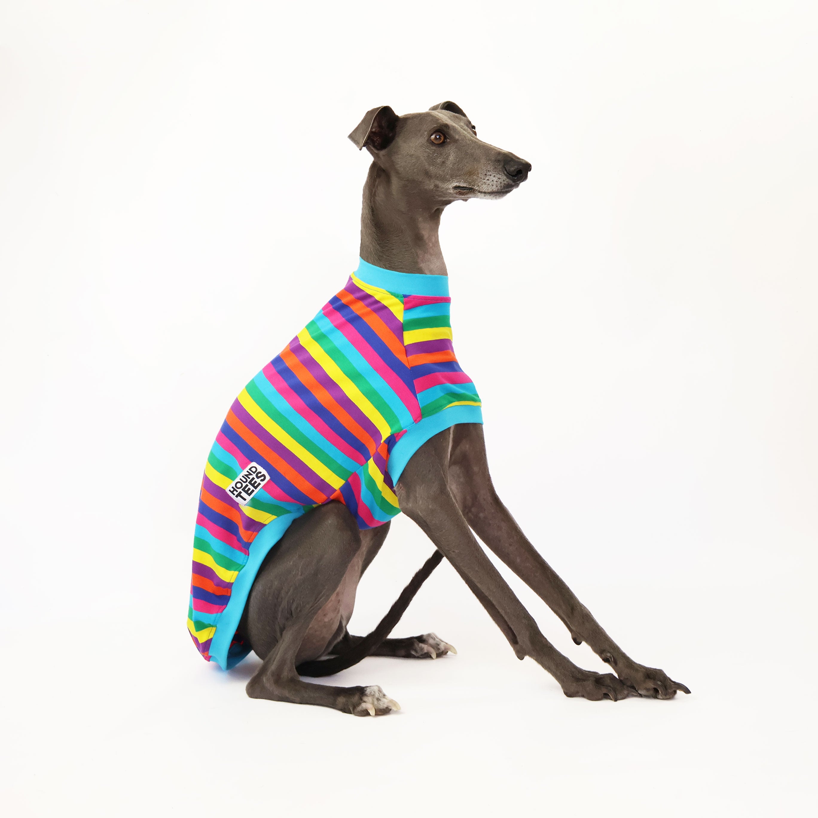 Candy Whippet Sleeveless Hound T-Shirt - Trendy Dog Lover Apparel for Summer Outings & Casual Wear