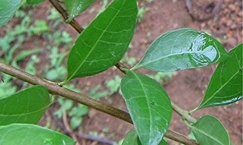 Organic Paudha Herb Mehendi Henna Leaves - Pack of 11 Premium Seeds (GP-542) for Natural Hair Dye & Body Art | Perfect for DIY Beauty, Weddings & Festive Occasions