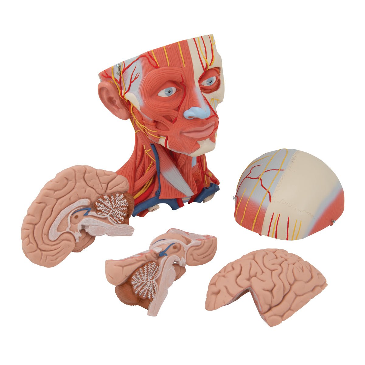 5-Part Human Head and Neck Musculature Anatomy Model - Detailed Medical Study Tool for Students, Doctors & Physical Therapists - Perfect for Classroom Demonstrations & Patient Education