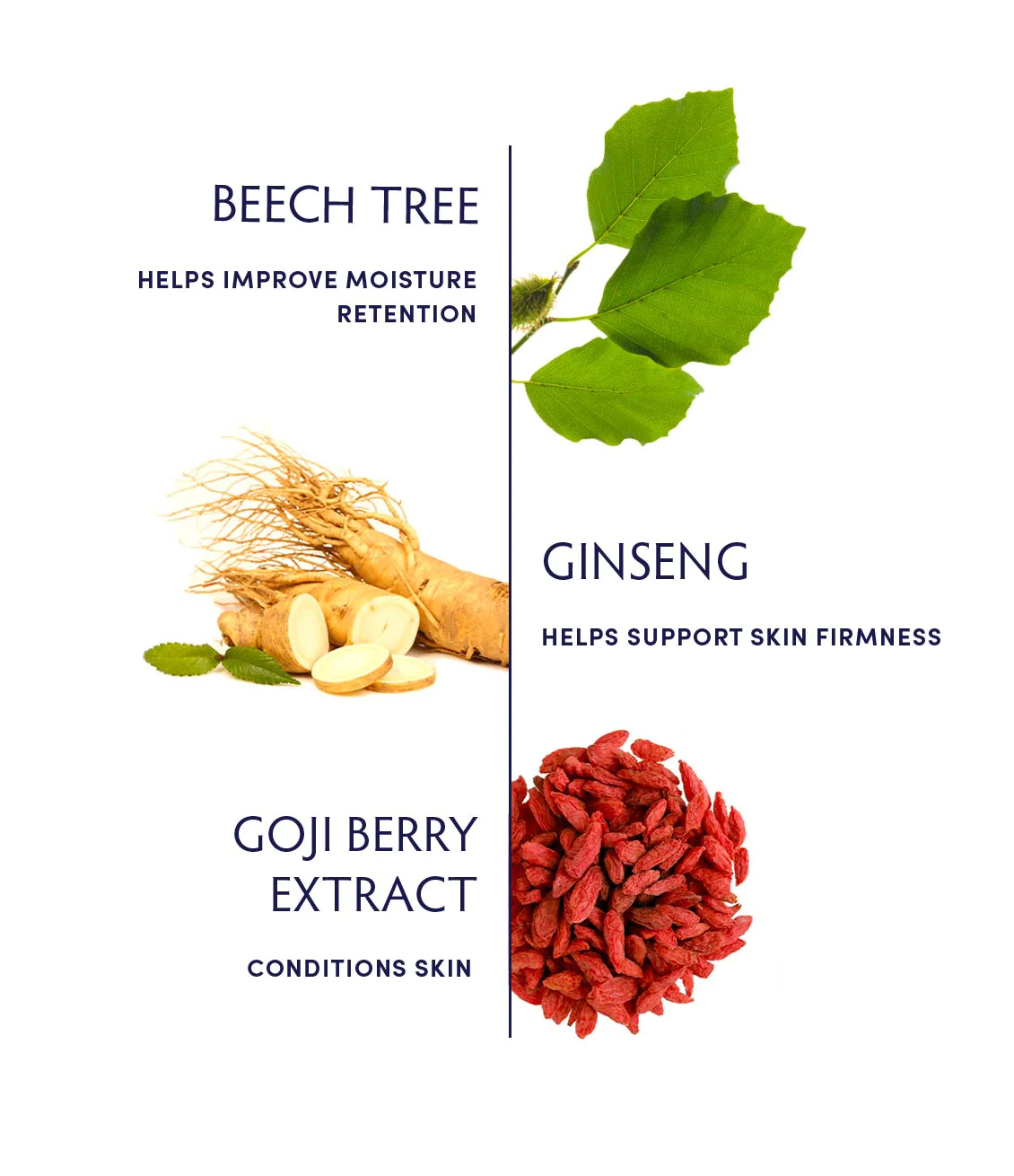 Naturopathica Beech Tree & Ginseng Daily Moisturizer - Hydrating Face Cream for Dry & Sensitive Skin | Anti-Aging & Nourishing Skincare for Day & Night Use