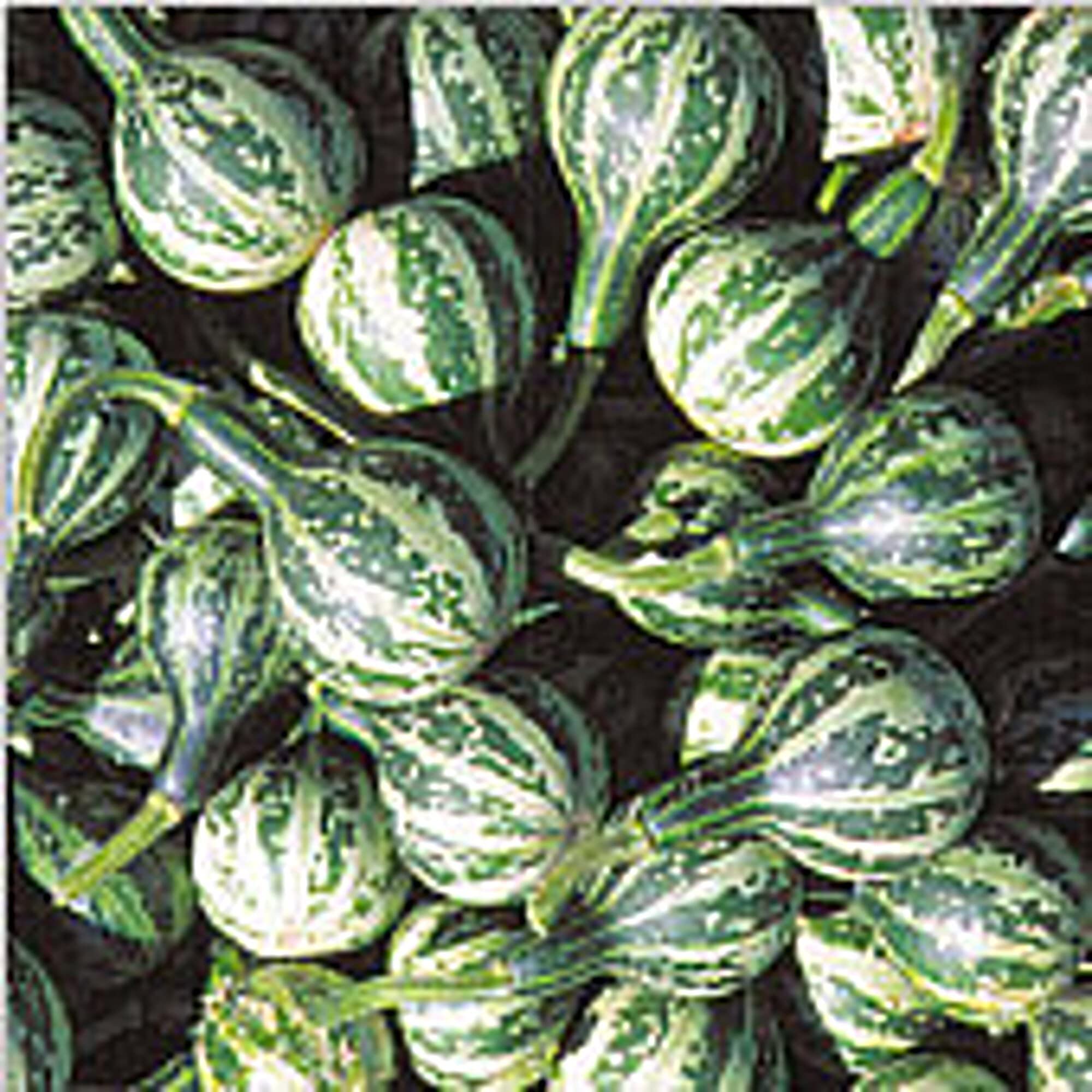 Non-GMO Dancing Gourds Seeds (20+ Seeds) | Organic Vegetable & Fruit Seeds for Planting | Home Garden, Greenhouse, Backyard Farming | Perfect for DIY Decor, Fall Harvest Displays & Unique Gifts