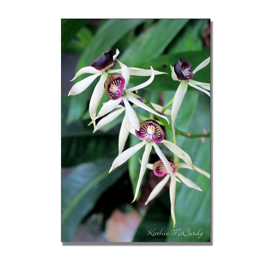Orchids II by Kathie McCurdy - 30x47 Inch Floral Canvas Wall Art for Living Room, Bedroom & Office Decor - Hand-Painted Modern Botanical Painting