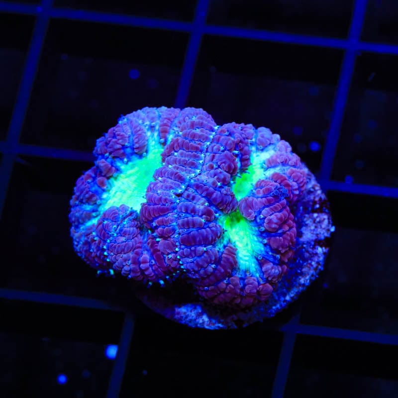Premium Blueberry Blastomussa Coral for Saltwater Aquariums – Vibrant Color & Easy Care – Perfect for Reef Tanks & Marine Displays