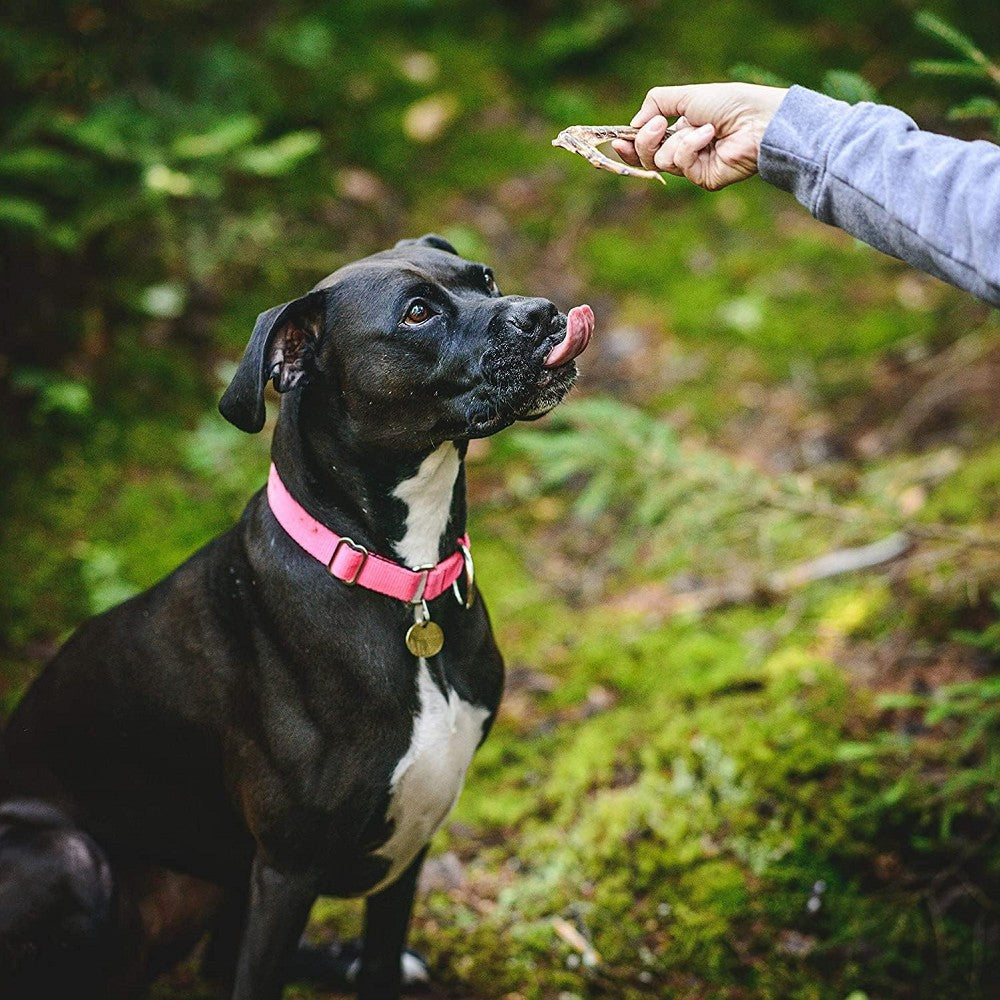 Premium Duck Wing Dog Treats - All-Natural, Grain-Free Chews for Small & Large Dogs - Perfect for Training, Dental Health & Long-Lasting Enjoyment