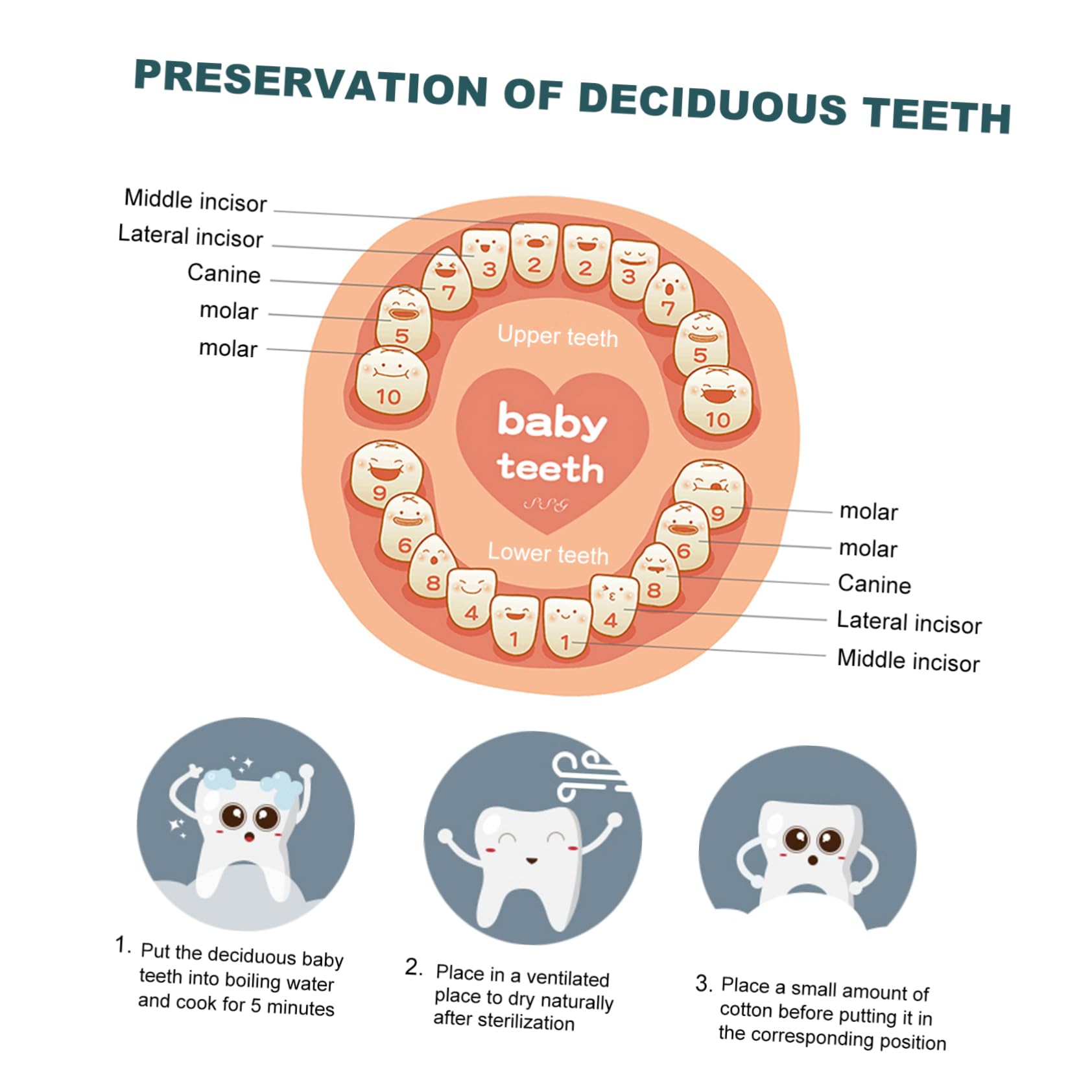 Toyvian Wooden Baby Teeth Keepsake Box - First Tooth Memory Box for Kids, Safe & Durable Beechwood Material - Perfect for Storing Baby Teeth, Hair Locks & Milestone Memories