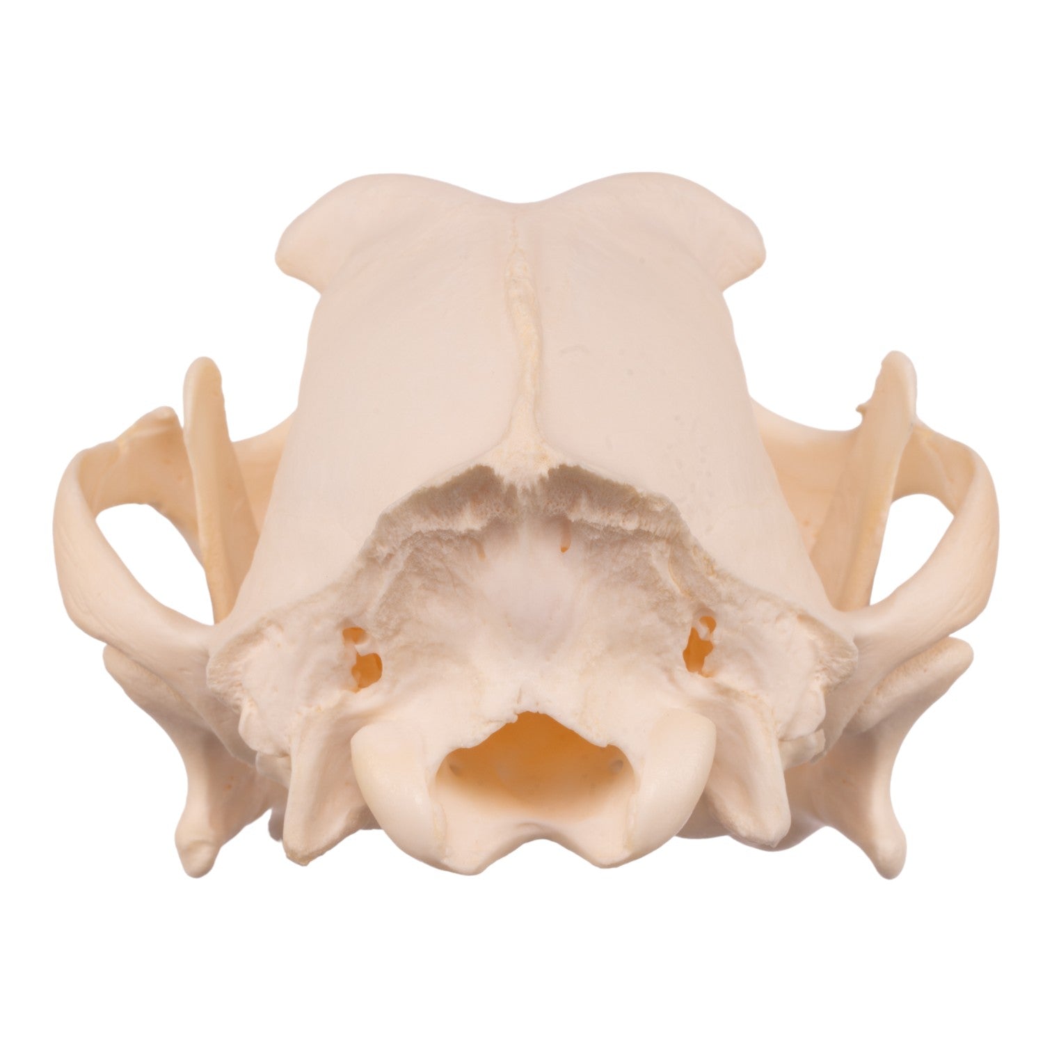 Authentic Boxer Dog Skull - Real Domestic Canine Specimen for Veterinary Study, Taxidermy & Halloween Decor