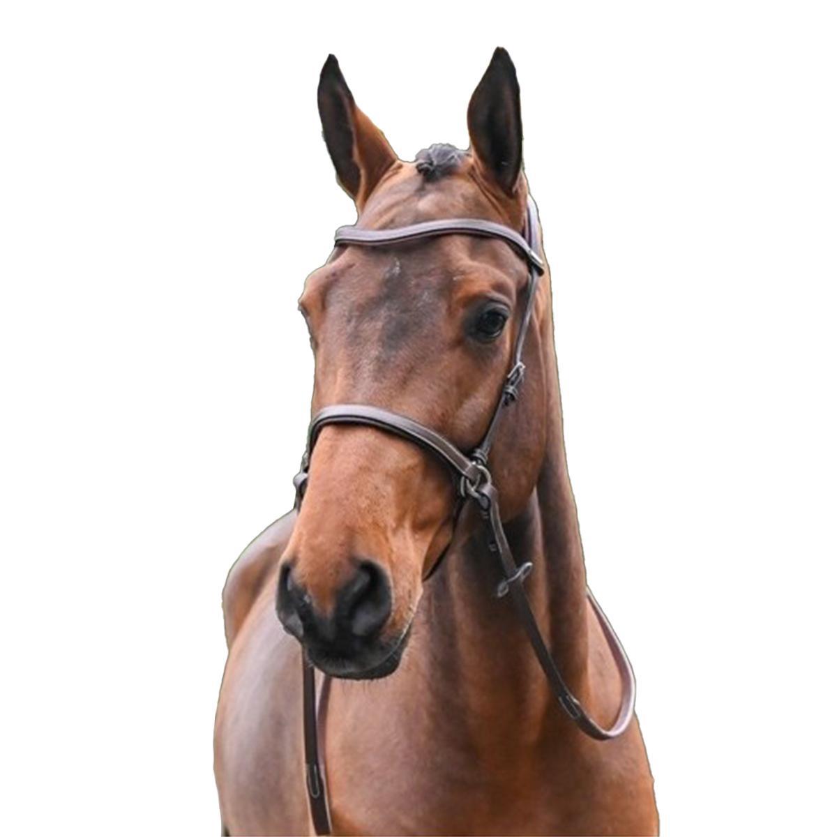 Jump'in Bitless Bridle for Horses - Comfortable & Adjustable One Collection - Perfect for Trail Riding, Training & Natural Horsemanship