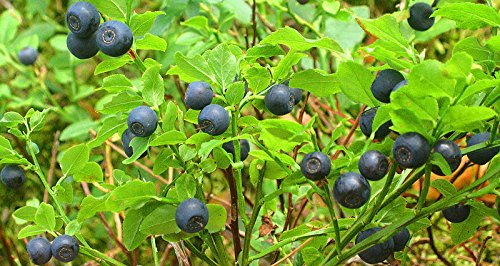 20 Premium Bilberry Fruit Shrub Seeds (Vaccinium Myrtillus) - European Blueberry Plants for Home Garden, Landscaping & Healthy Smoothies