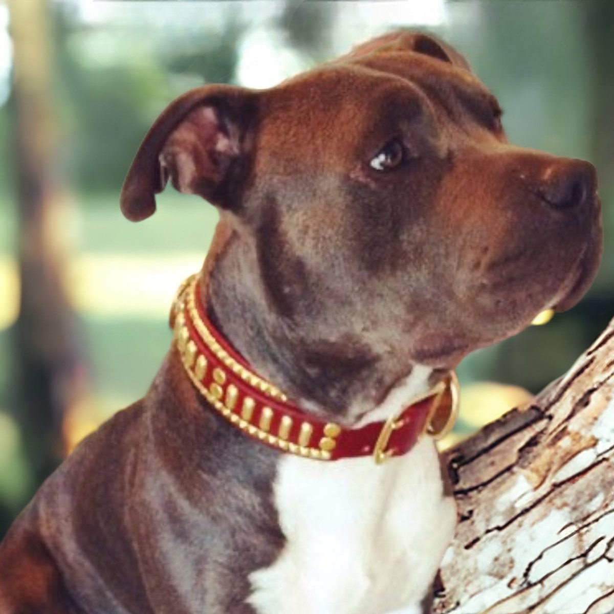 Premium Hendrix Leather Dog Collar - Adjustable & Durable Pet Collar for Small Medium Large Dogs - Perfect for Walking, Training & Outdoor Adventures