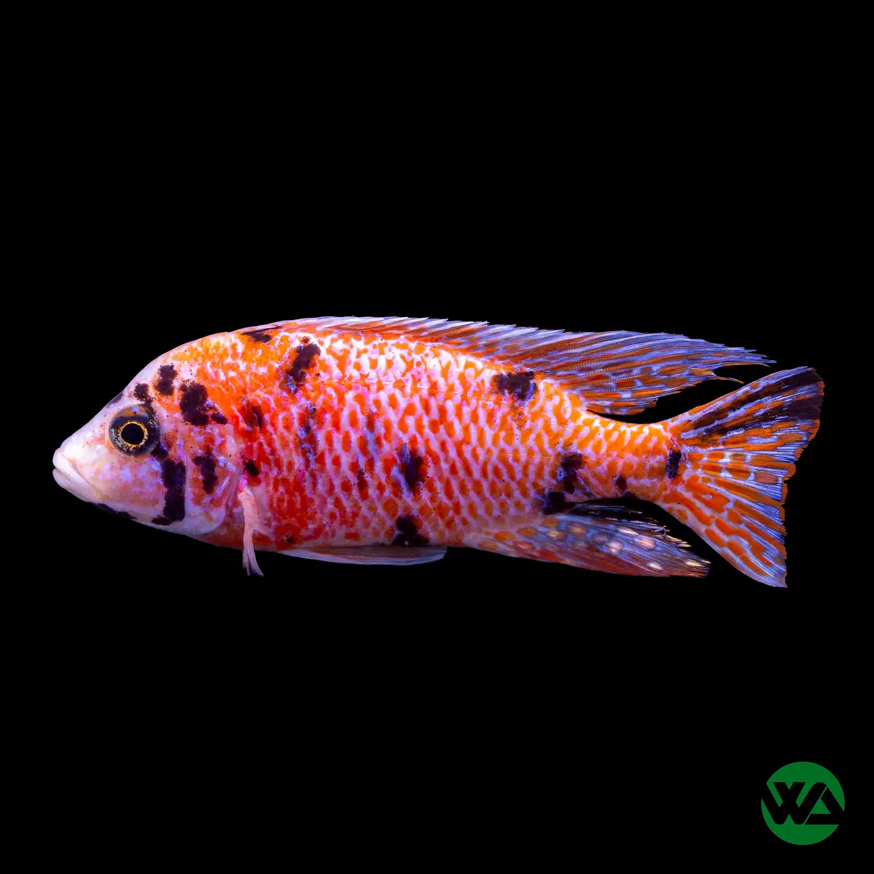 OB Peacock Cichlid (Aulonocara sp.) - Colorful Freshwater Aquarium Fish for African Cichlid Tanks & Home Aquascaping