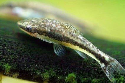 Otocinclus Dwarf Sucking Catfish - Small Algae Eater for Freshwater Aquariums | Perfect for Planted Tanks & Community Fish Tanks