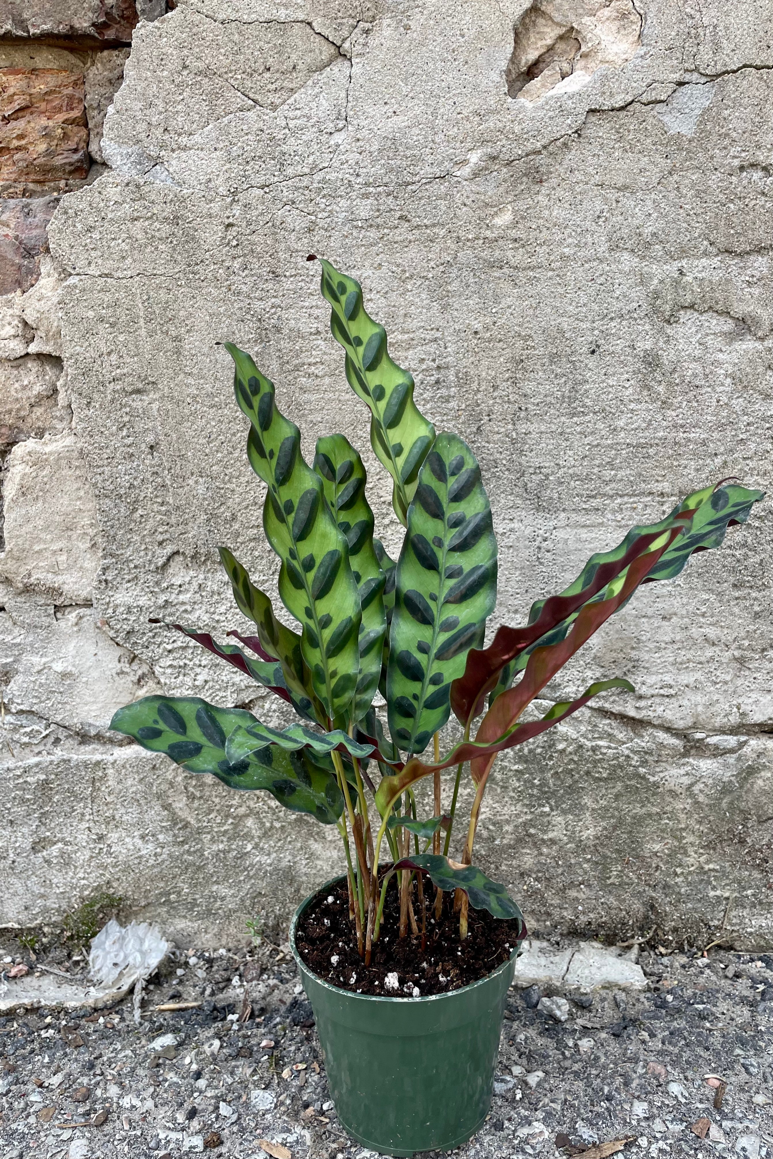 Calathea Lancifolia 4 Inch Live Plant - Rattlesnake Prayer Plant for Indoor Home & Office Decor - Perfect for Low Light Spaces & Air Purification
