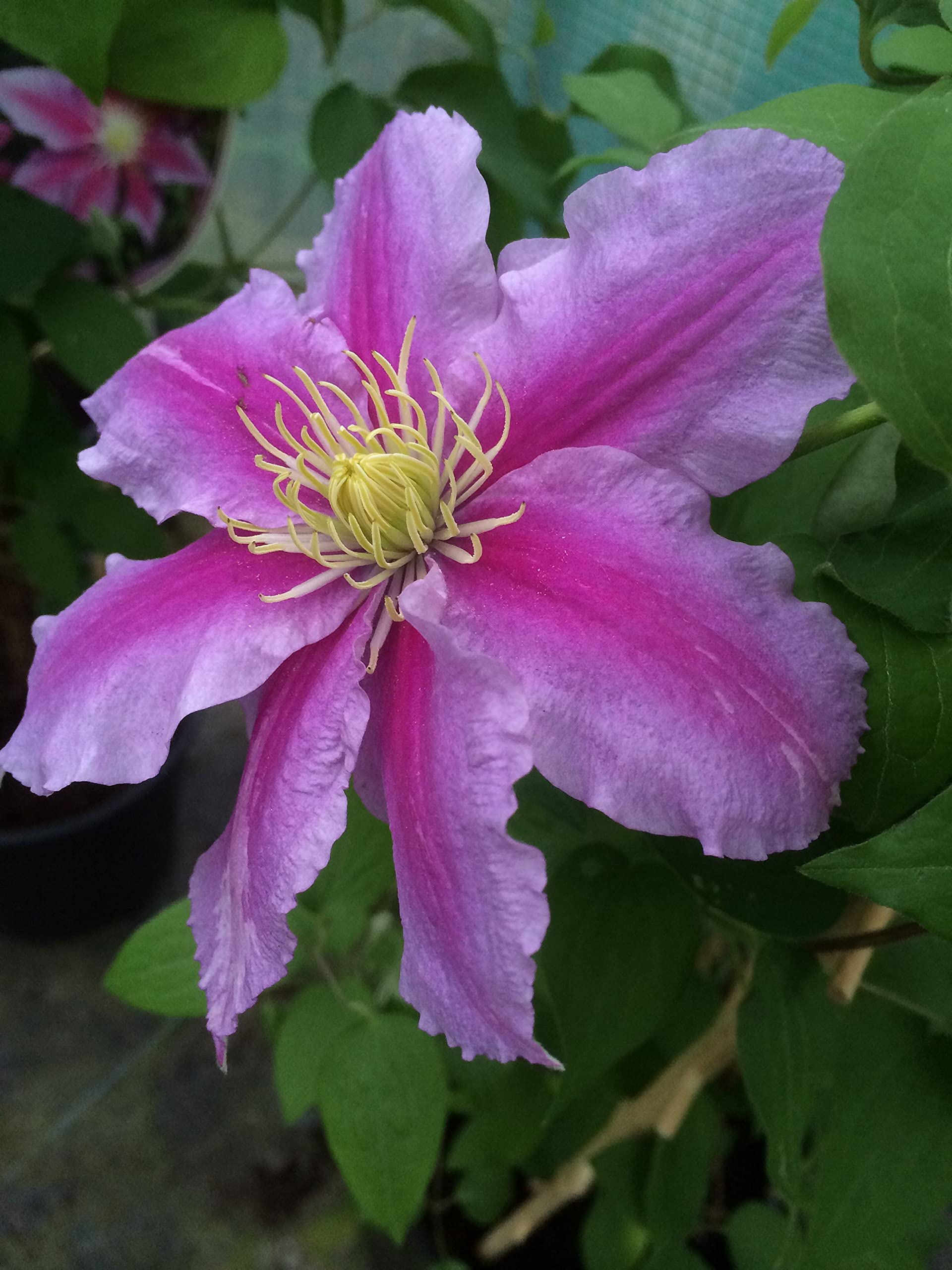 Asao Clematis - 5 Live Plants in 4 Inch Pots - Clematis 'Asao' Starter Plants with Bold Pink Flowers - Perfect for Garden Trellises, Fences, and Outdoor Landscaping