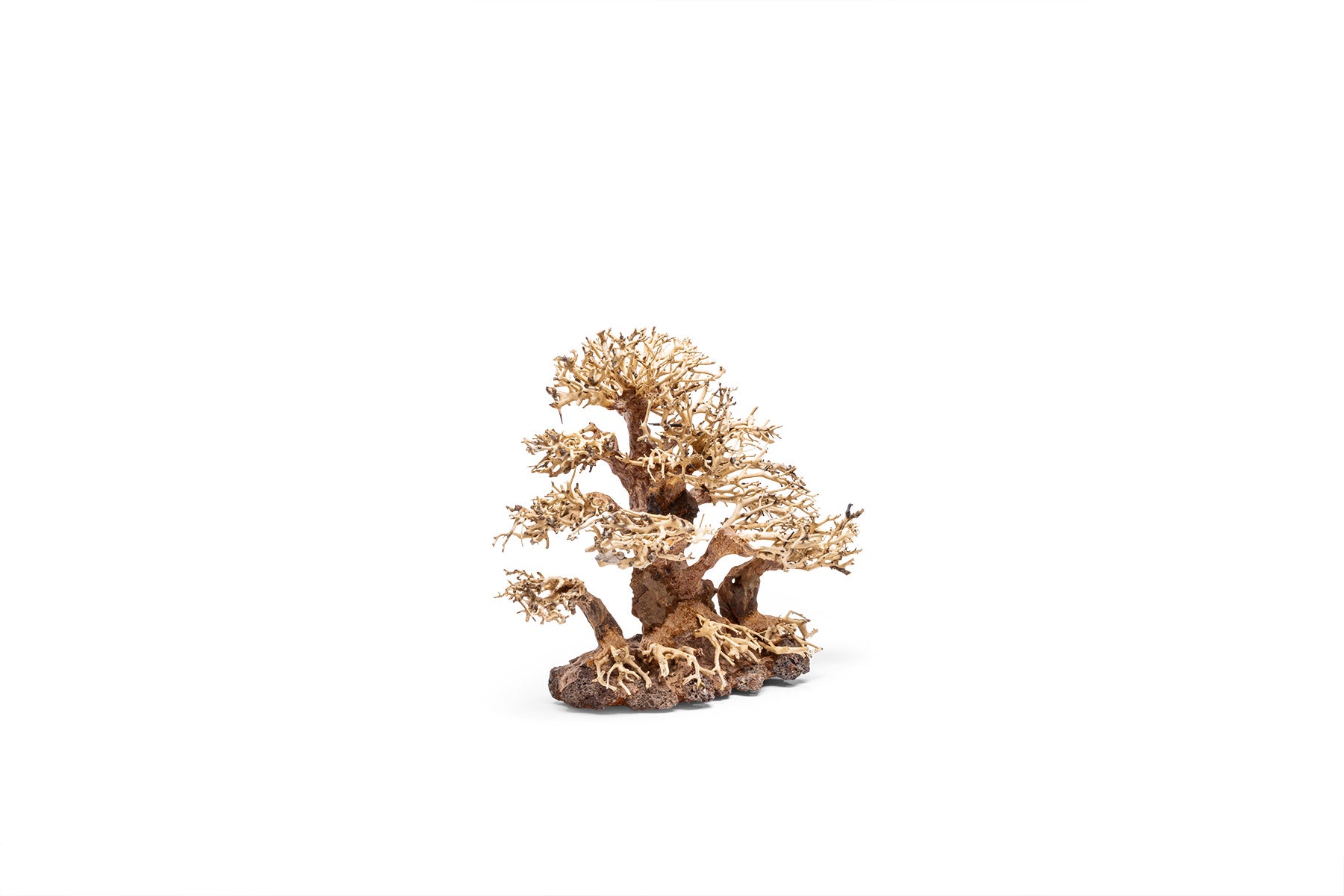 UNS Bonsai 004 - Premium Mini Bonsai Tree Kit for Home & Office Decor | Perfect Gift for Plant Lovers, Zen Garden Enthusiasts & Indoor Gardening