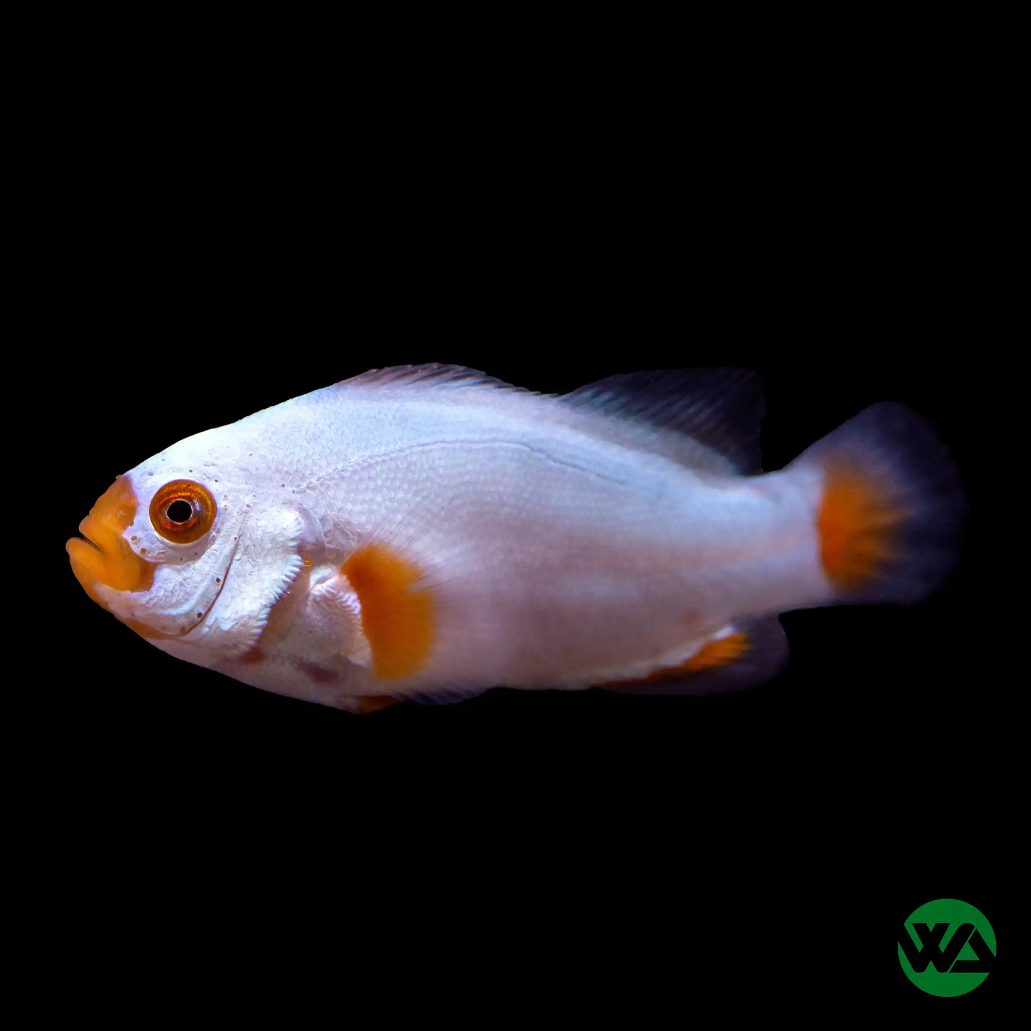 Premium Maine Blizzard Clownfish (Amphiprion Percula) - Saltwater Aquarium Fish for Reef Tanks & Marine Displays