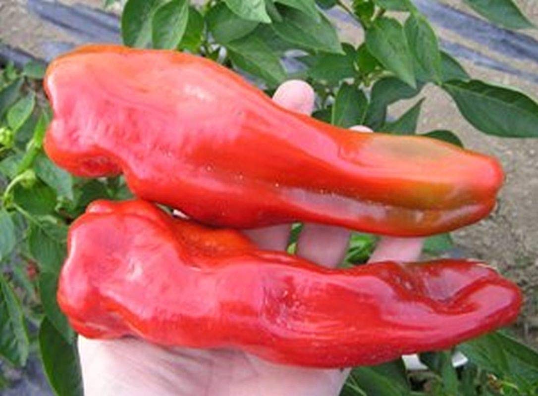 Gentle Giant Goliath F1 Hybrid Sweet Pepper Seeds - 25 Count for Grilling, Frying, and Stuffing | Perfect for Home Gardens, BBQ Parties, and Healthy Cooking