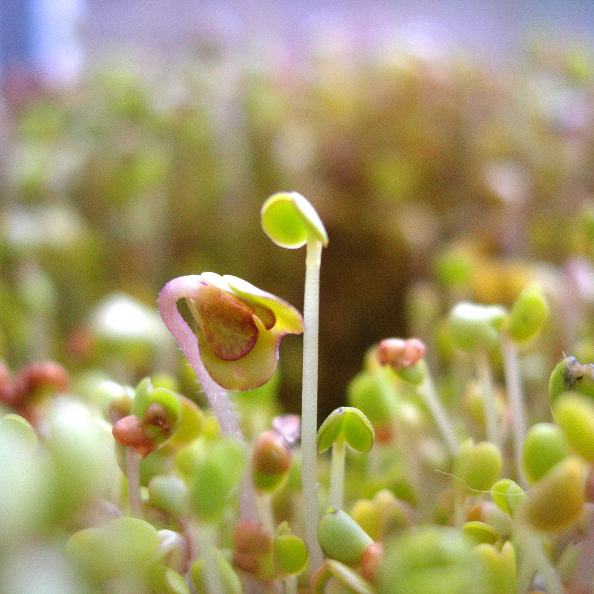 Slow Bolt Cilantro Herb Garden Seeds - 4 Oz ~10,000 Non-GMO Heirloom Seeds (Coriander) - Organic Microgreens Kit for Indoor/Outdoor Gardening, Countertop Planting & Fresh Culinary Use