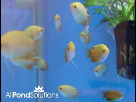 Sunset Honey Gourami Fish - Live Tropical Aquarium Fish for Freshwater Tanks | Perfect for Community Aquariums & Home Fish Tanks