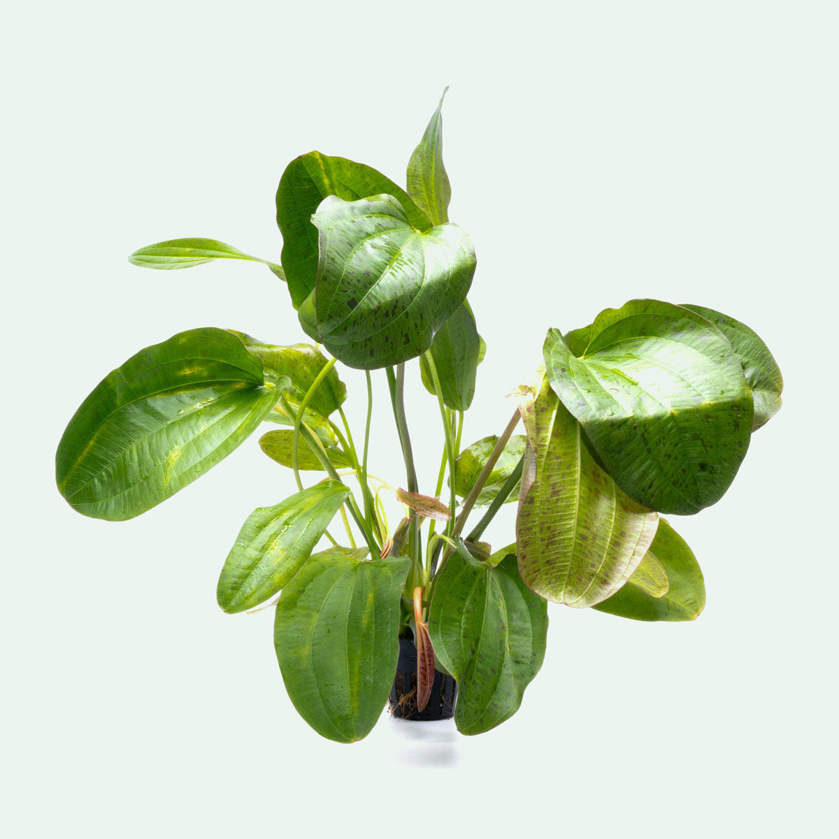 Echinodorus Paul Kloecker Live Aquarium Plant - Freshwater Aquatic Plant for Fish Tanks, Ponds & Aquascaping | Perfect for Beginners & Planted Aquariums