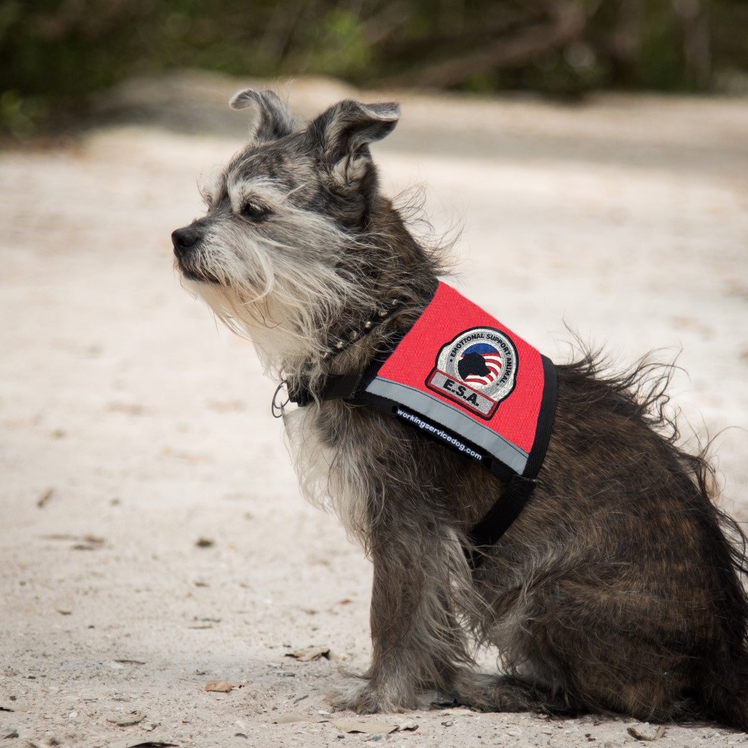 Premium Emotional Support Dog Vest for Small Dogs - ESA Approved with 5 Federal Law Handout Cards (X-Small: 16-23