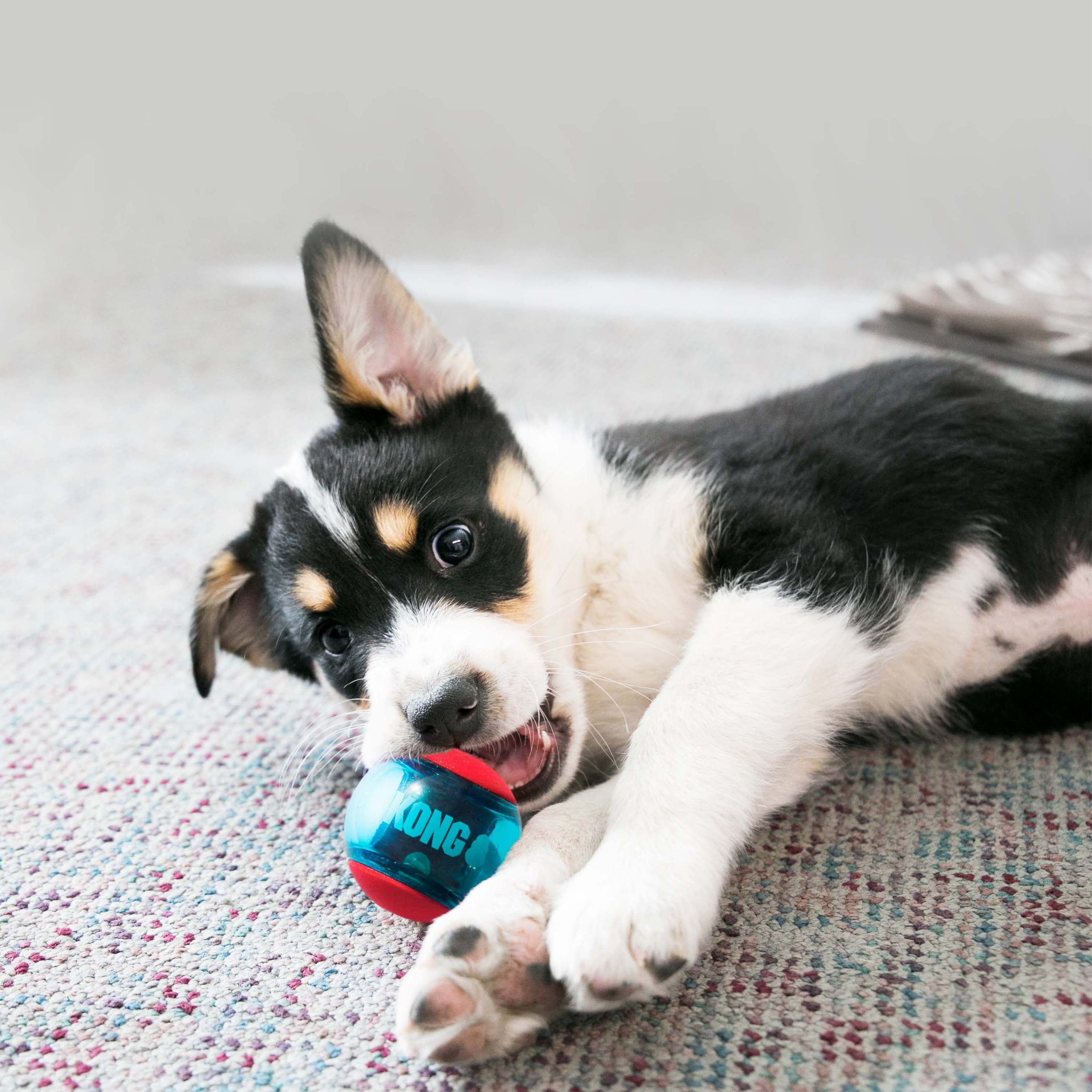 KONG Squeezz Action Ball - Durable Dog Toy with Squeaker for Interactive Play - Perfect for Fetch, Chewing, and Training (Medium/Large Breeds)