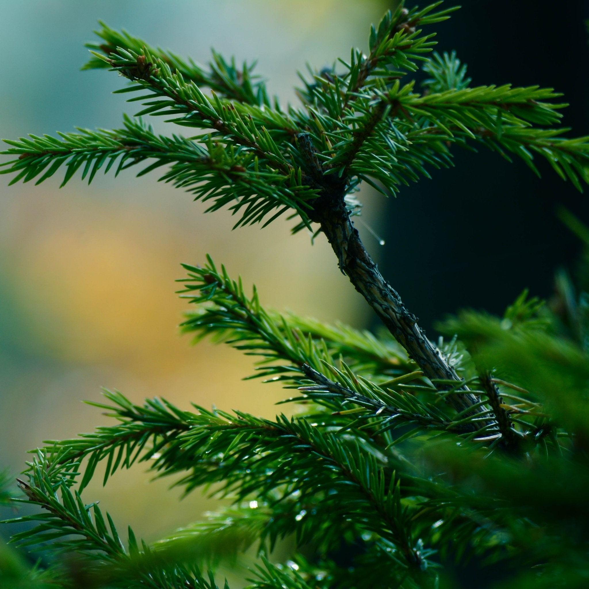 Pure Fir Needle Essential Oil - 100% Natural Therapeutic Grade for Aromatherapy, Diffusers & Massage - Relaxation & Stress Relief