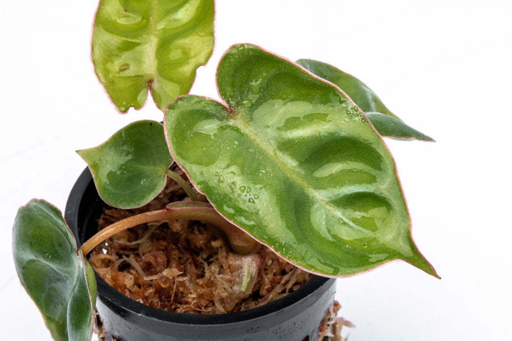 Philodendron Billietiae Bare Root Plant - Rare Tropical Houseplant for Indoor Decor, Office, and Garden