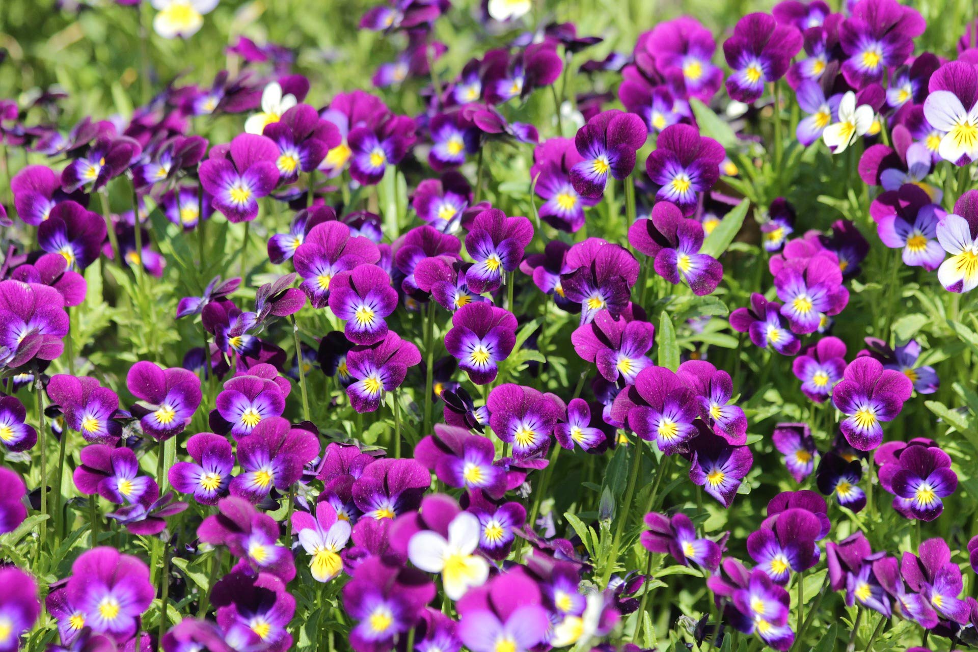 Viola Seeds - Classic 'Johnny-Jump-Up' Heirloom Flower Seeds | Annual Blooming Flowers for Gardens & Containers | Non-GMO Viola Tricolor Seeds by Liliana's Garden | Perfect for Borders, Rock Gardens & Window Boxes