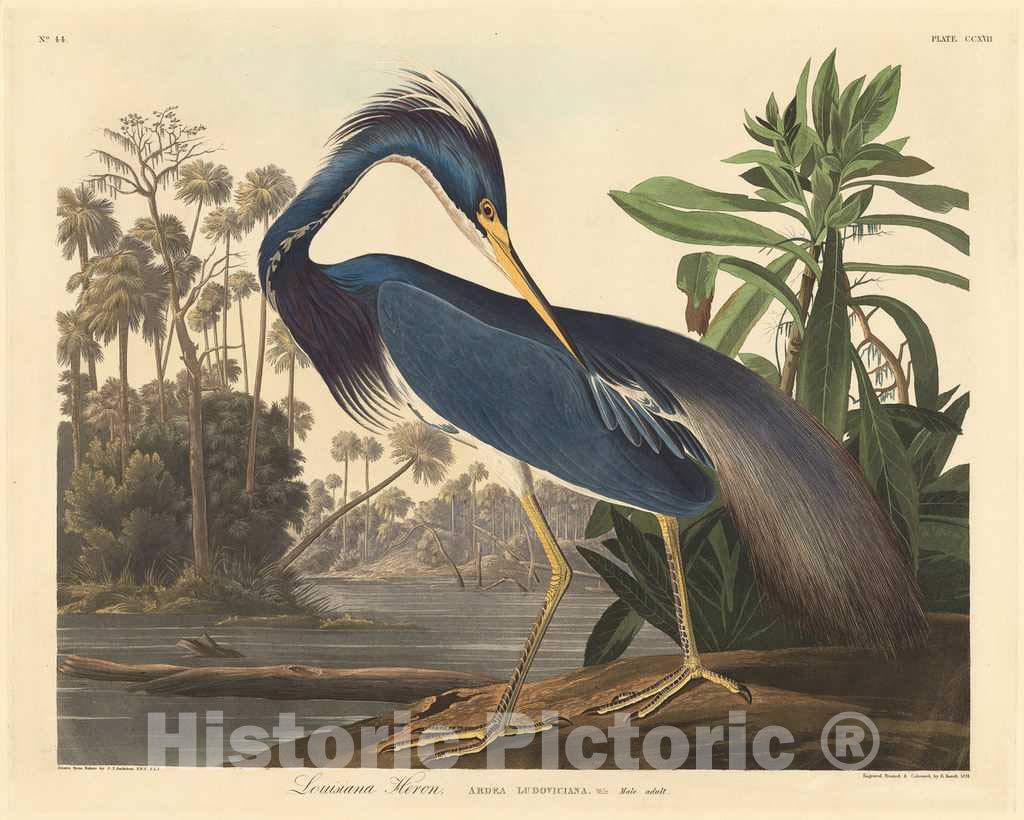 Vintage Audubon Birds of America Art Print - Louisiana Heron 1848 Historic Pictoric Reproduction - Perfect for Home Decor, Office Wall Art & Nature Lover Gifts