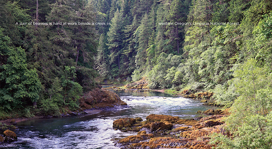 Beavers Book: 978-1-60818-414-9 - Wildlife Education & Nature Exploration for Kids & Adults - Perfect for Classroom Learning & Outdoor Adventure Enthusiasts