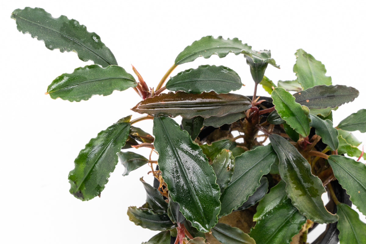 Bucephalandra Red Blade Aquatic Plant - Rare Live Aquarium Plant for Fish Tanks, Aquascaping & Terrariums - Perfect for Low Tech & High Tech Aquariums