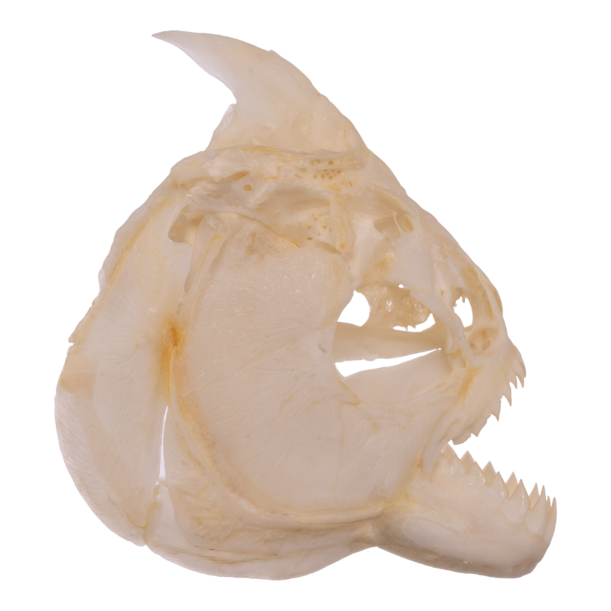 Authentic Red-Bellied Piranha Skull Specimen - Taxidermy Oddity for Science Display, Horror Decor & Halloween Props