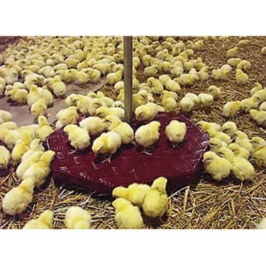 Farm Weigh BAT2 Full Automatic Poultry Scale - Digital Livestock Weighing System for Chickens, Ducks & Birds - Perfect for Farms, Hatcheries & Poultry Businesses