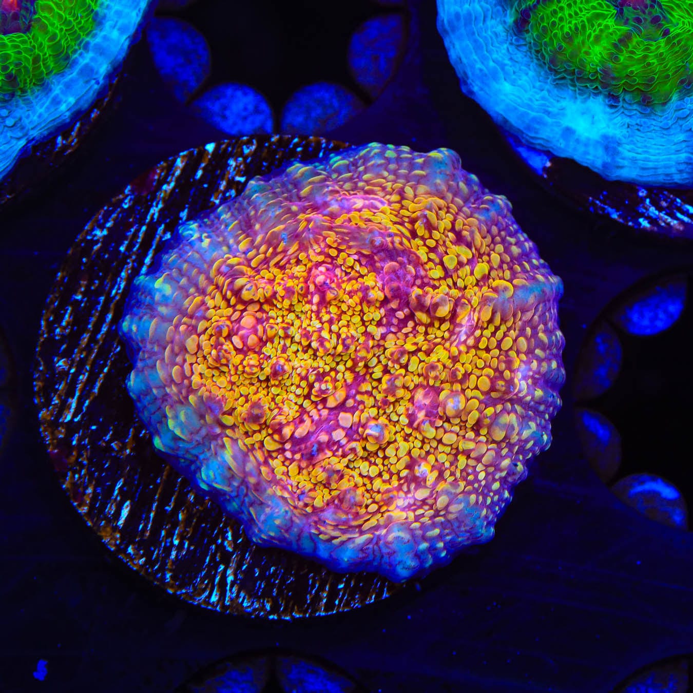 CB El Diablo Chalice Coral - Vibrant Aquarium Coral for Reef Tanks | Perfect for Saltwater Marine Aquascaping & Coral Propagation