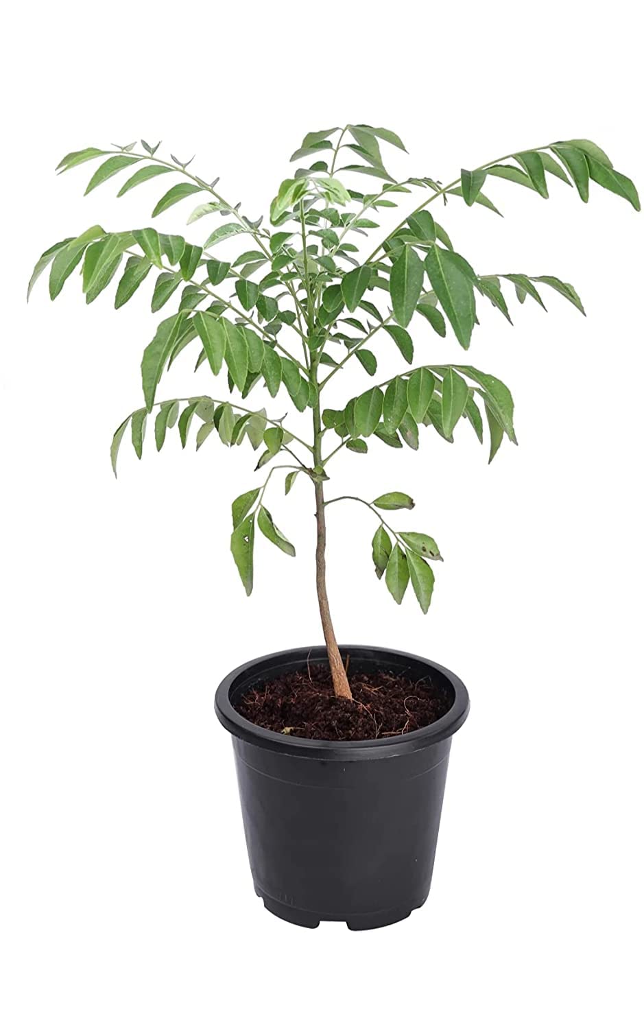 Organic Curry Leaf Plant (Murraya koenigii) - Fresh Curry Leaves for Cooking - Perfect Outdoor Herb Garden Plant for Indian & Asian Cuisine - Ideal for Home Gardens, Balconies & Patios