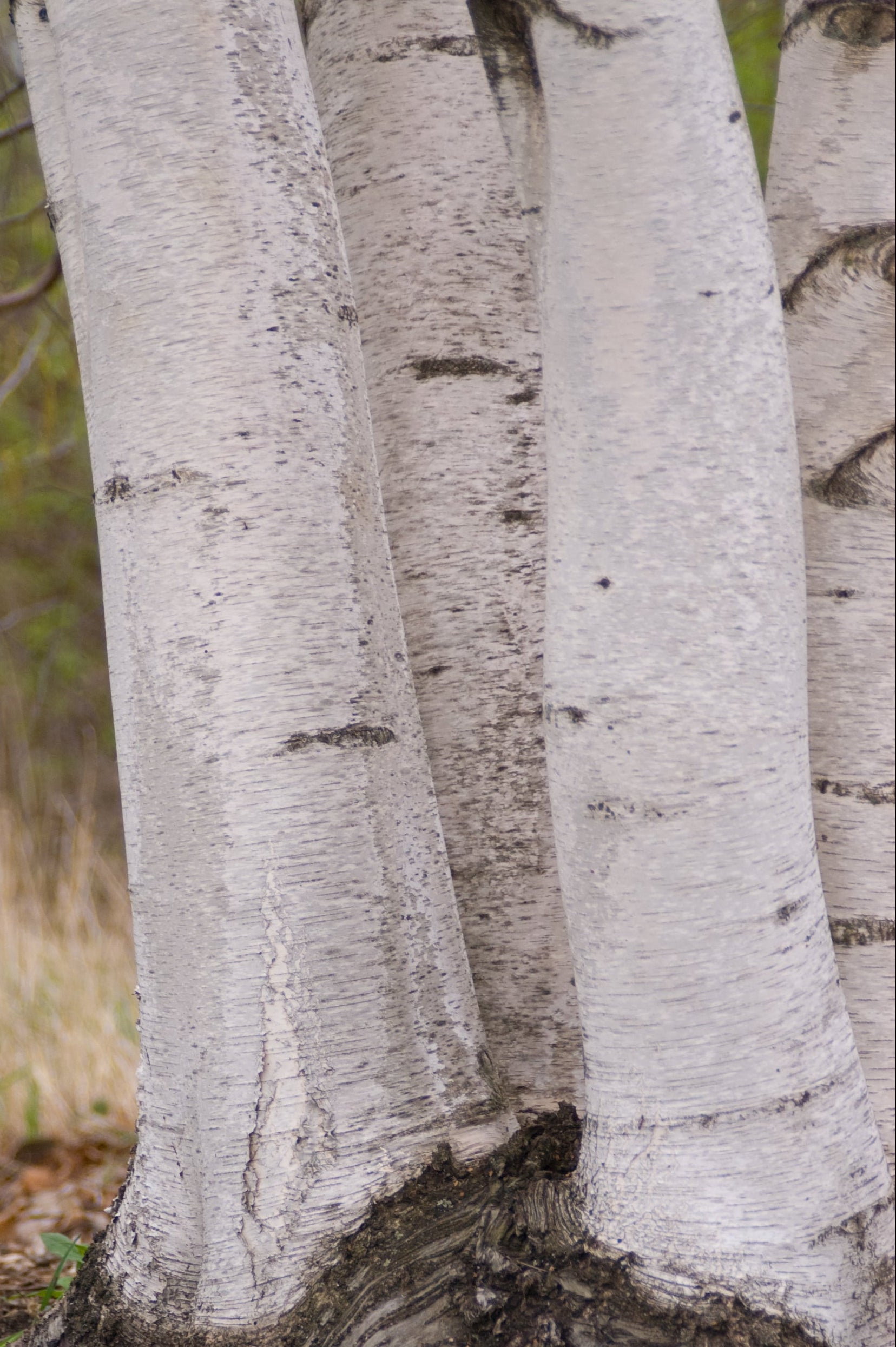 Whitespire Gray Birch Tree (Betula populifolia) - #10 Container Size - Perfect for Landscaping, Shade Gardens & Urban Planting